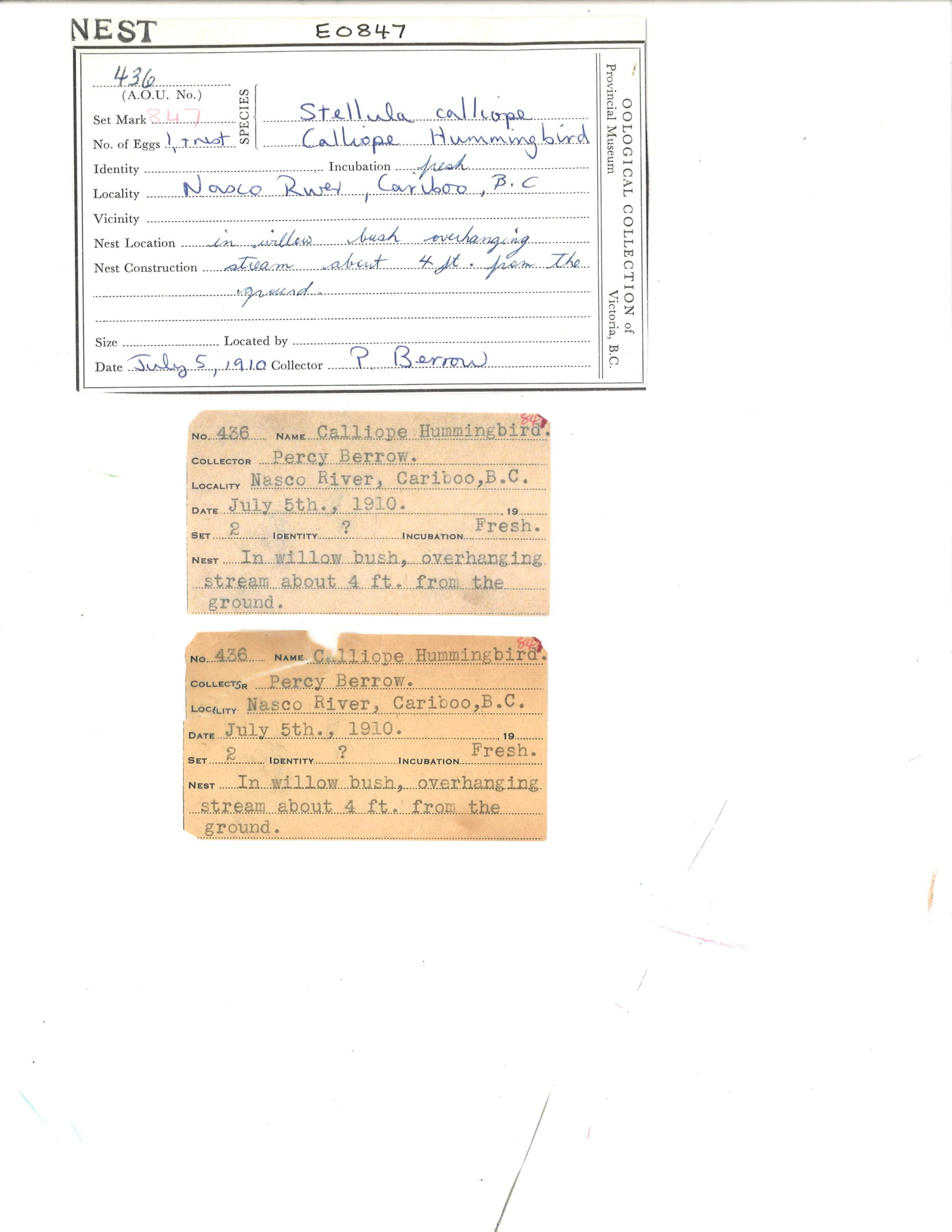 Image representing Selasphorus calliope.