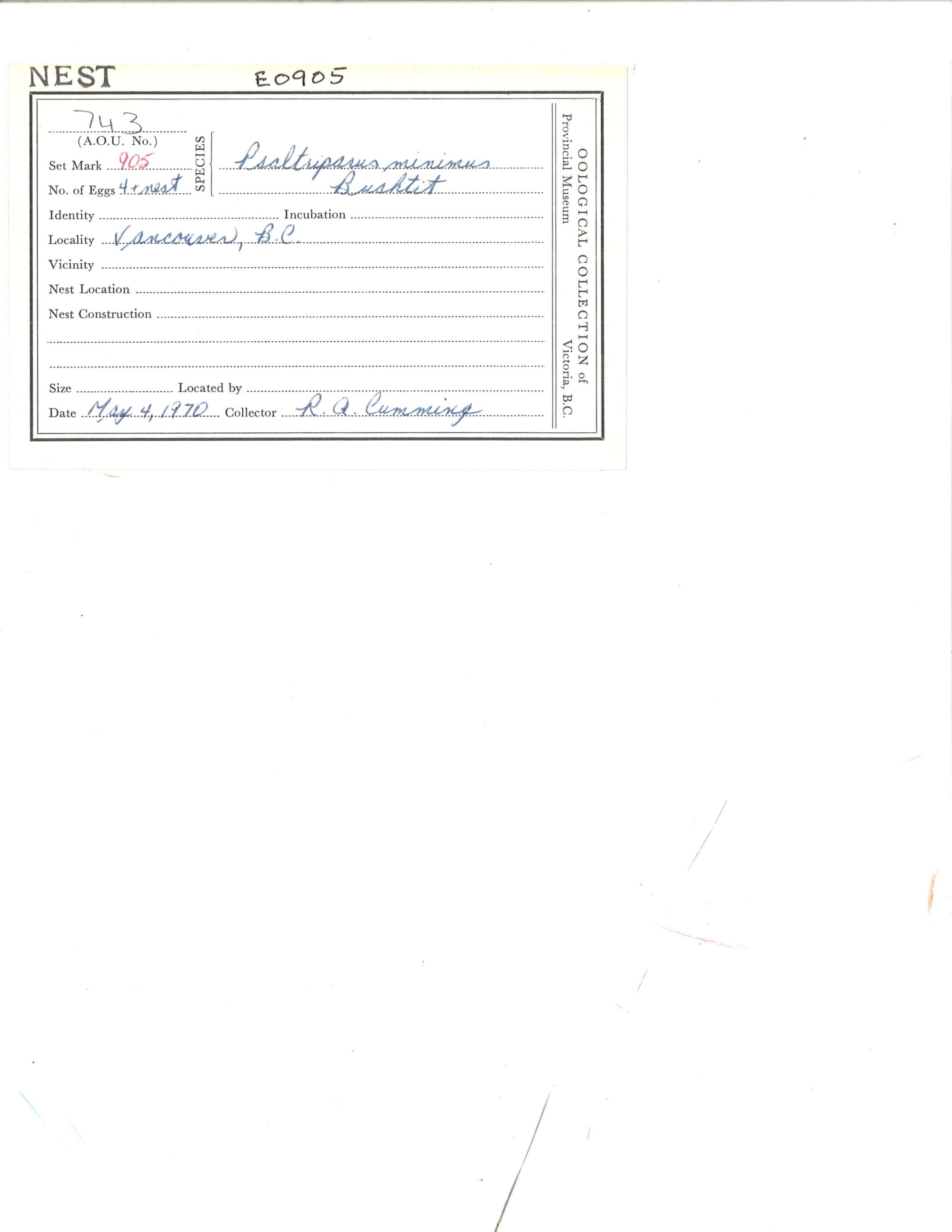 Image representing Psaltriparus minimus.