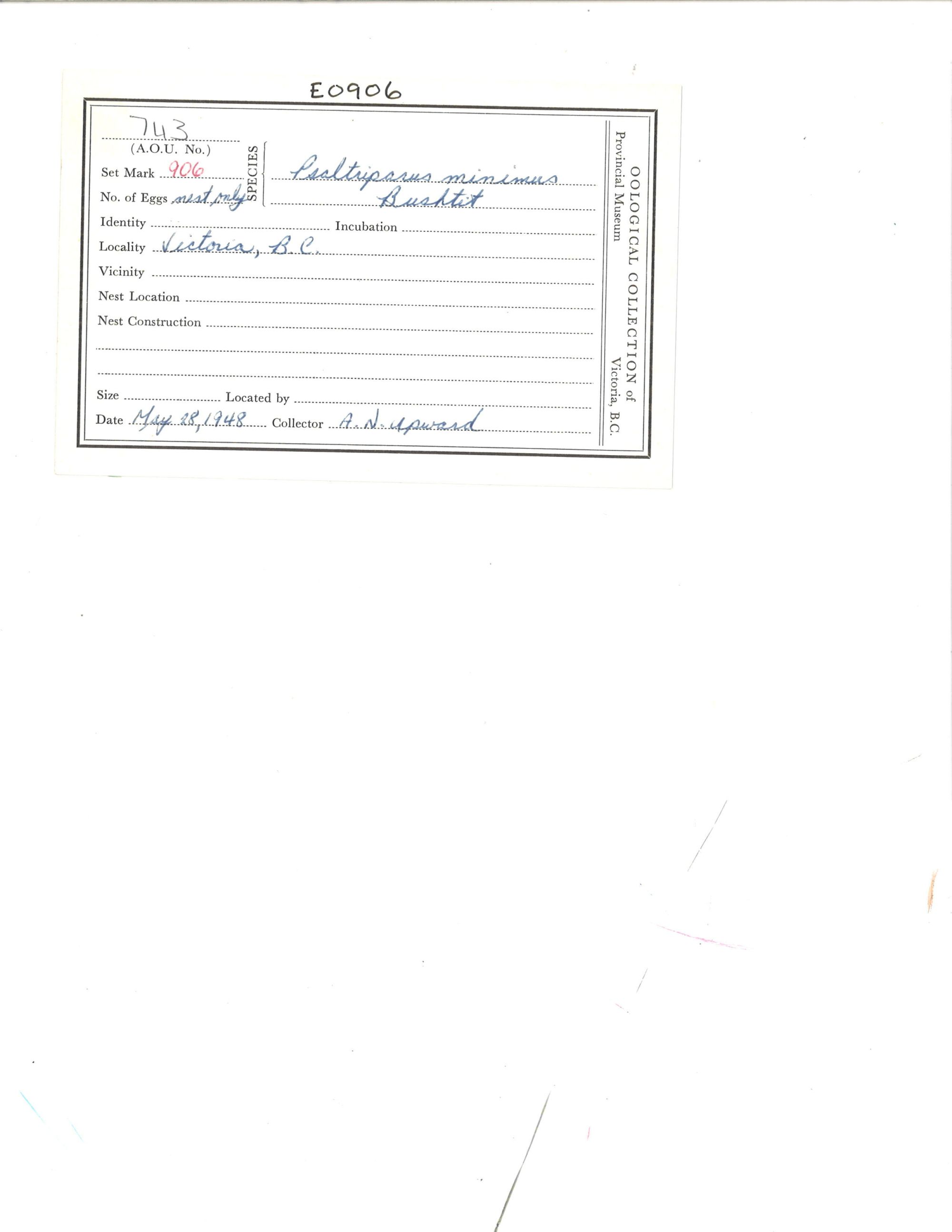 Image representing Psaltriparus minimus.