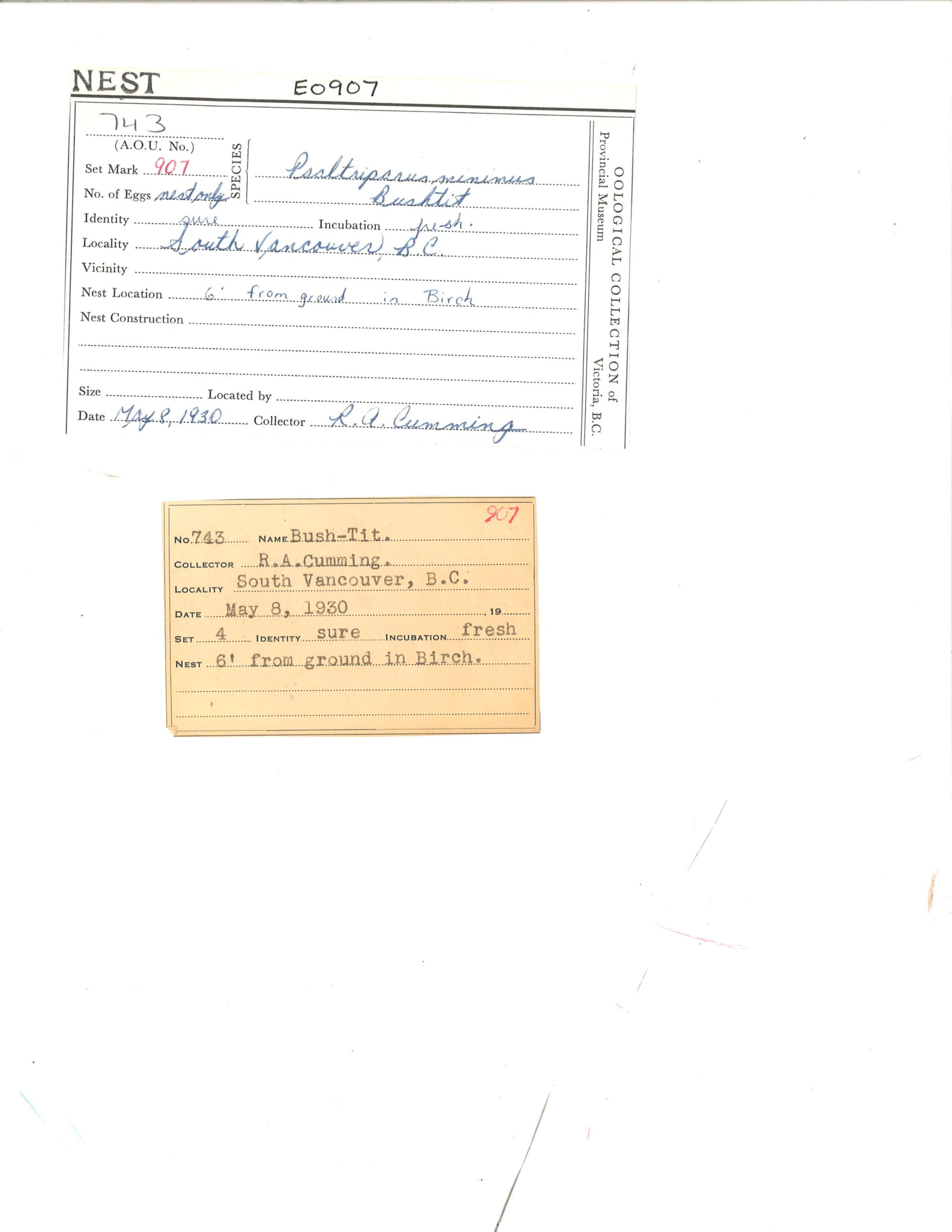 Image representing Psaltriparus minimus.