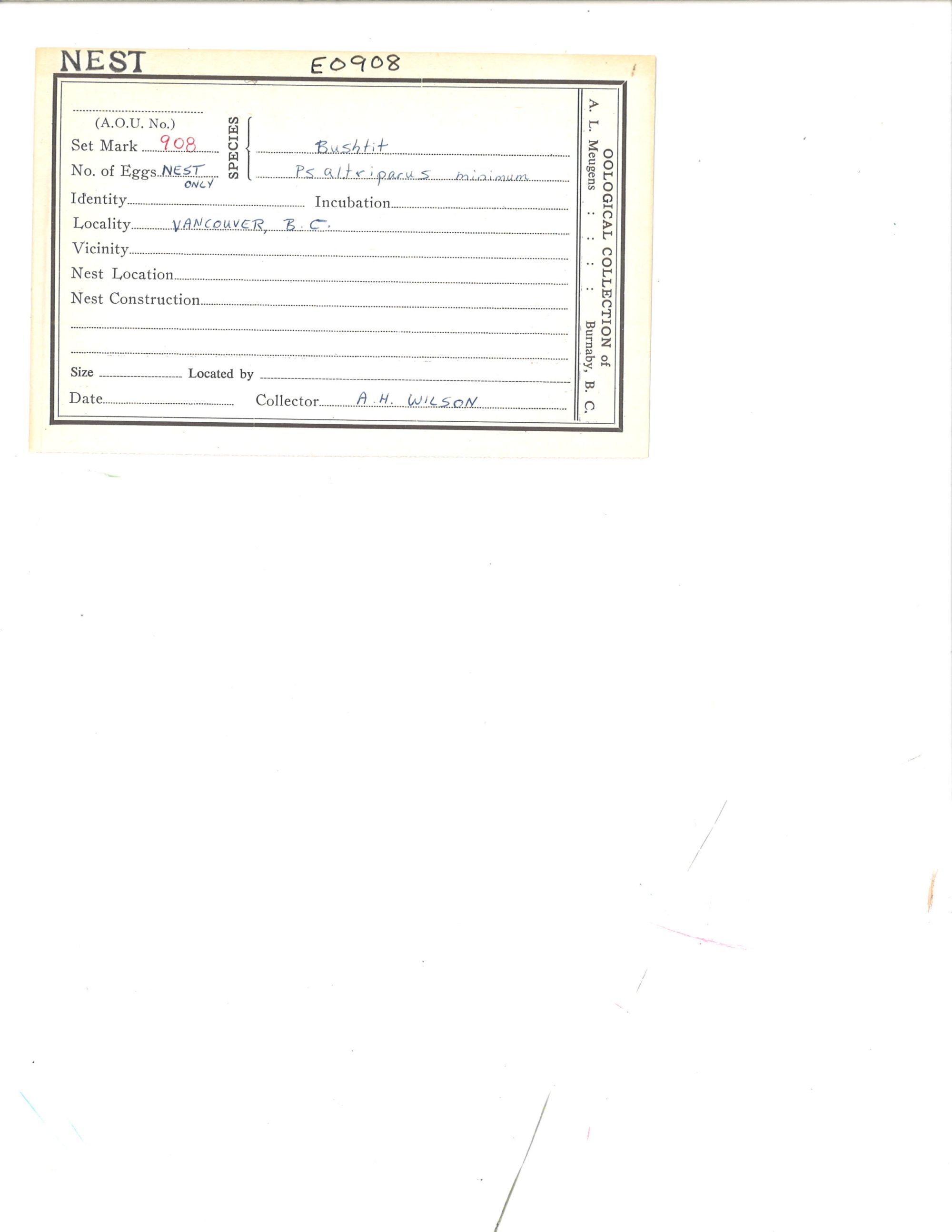 Image representing Psaltriparus minimus.