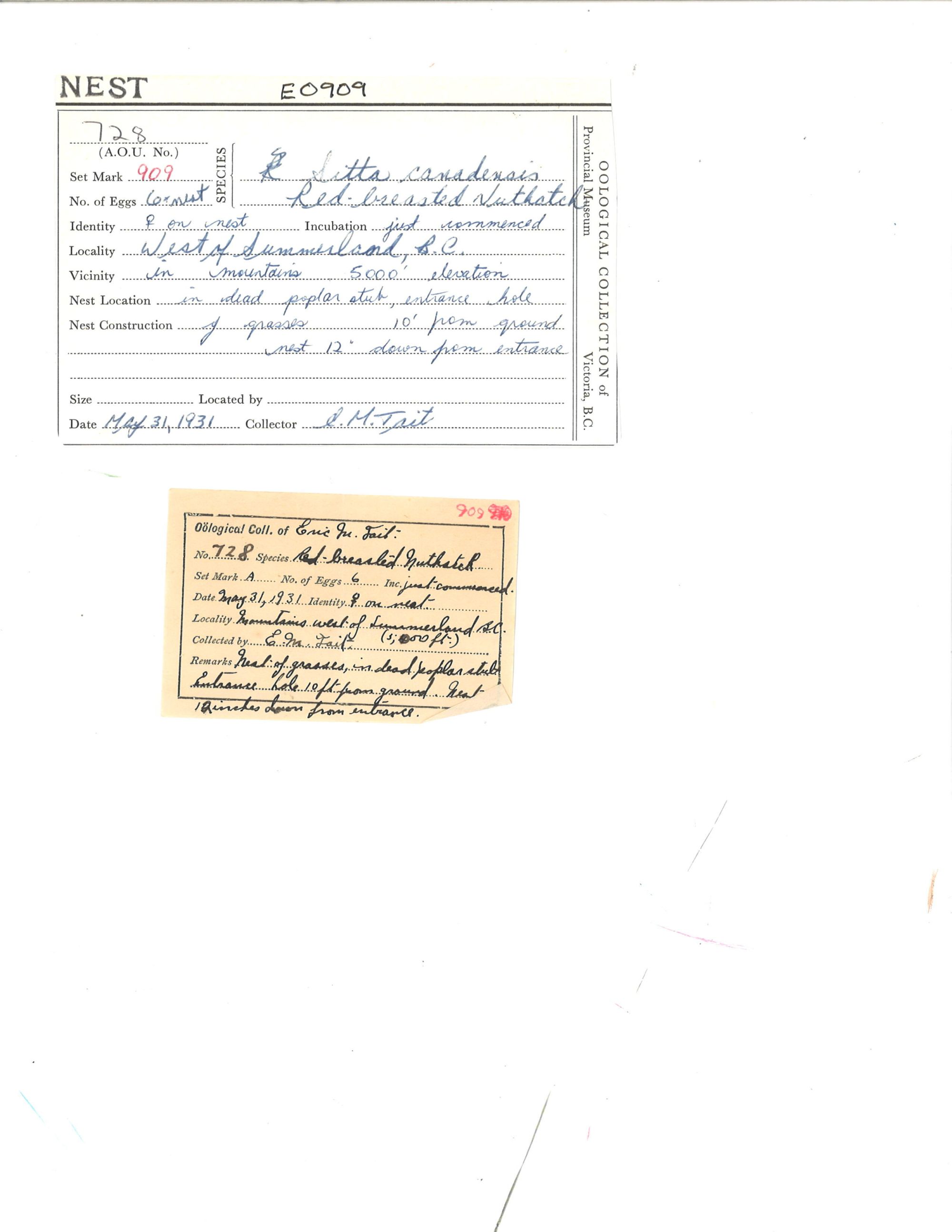 Image representing Sitta canadensis.