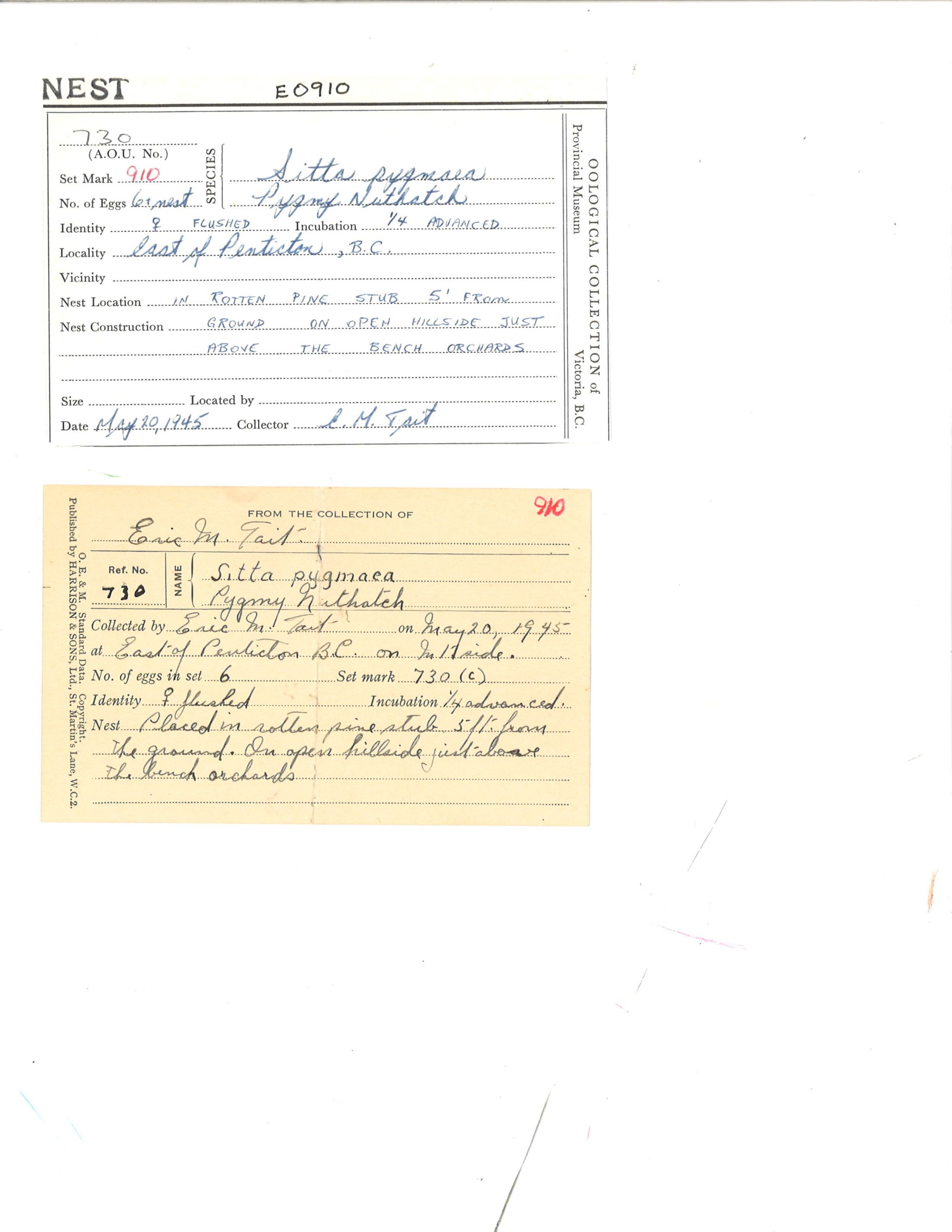 Image representing Sitta pygmaea.