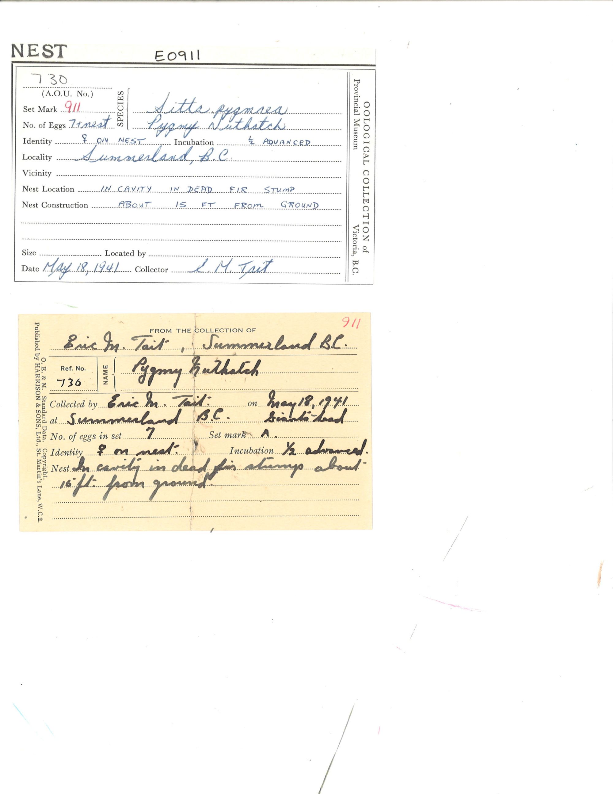 Image representing Sitta pygmaea.