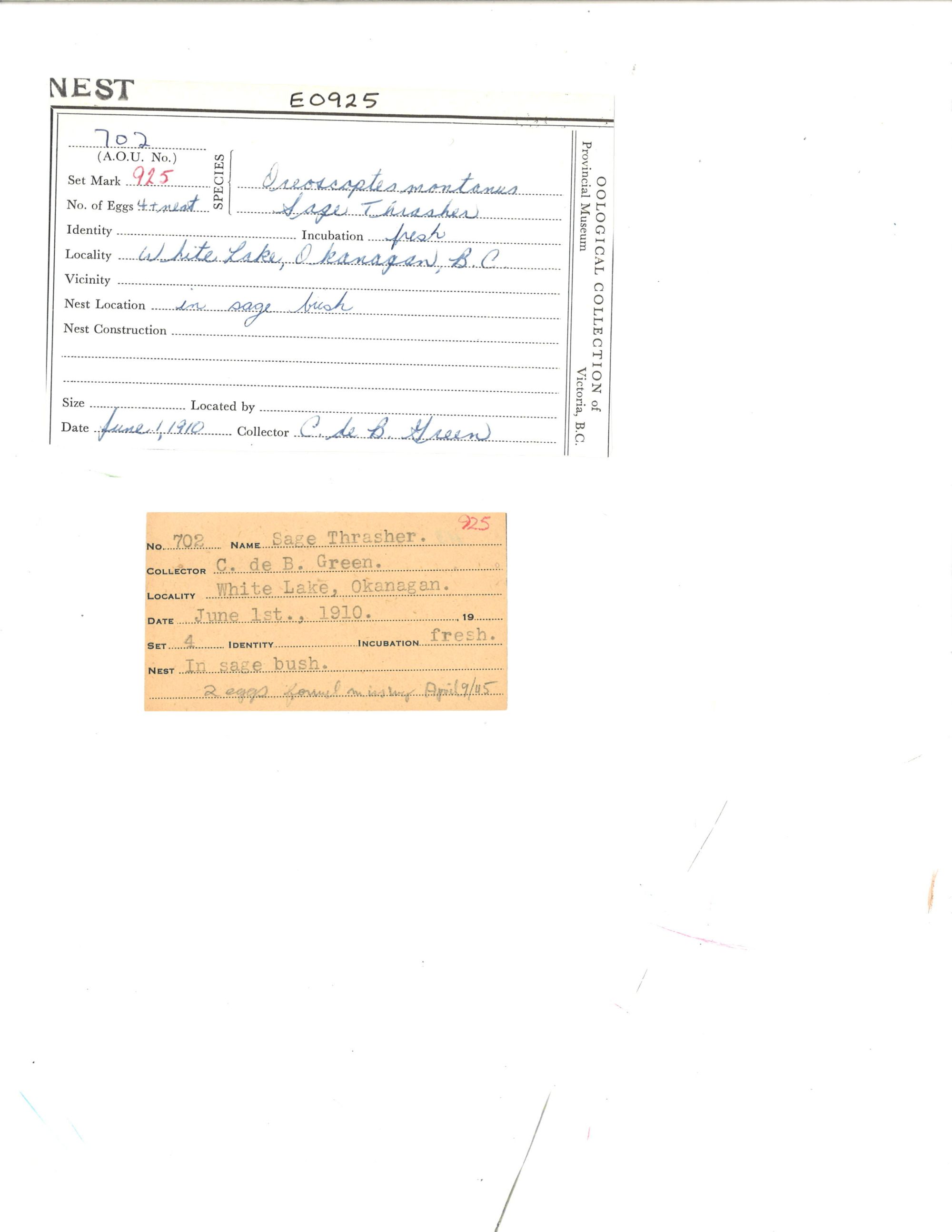 Image représentant Oreoscoptes montanus