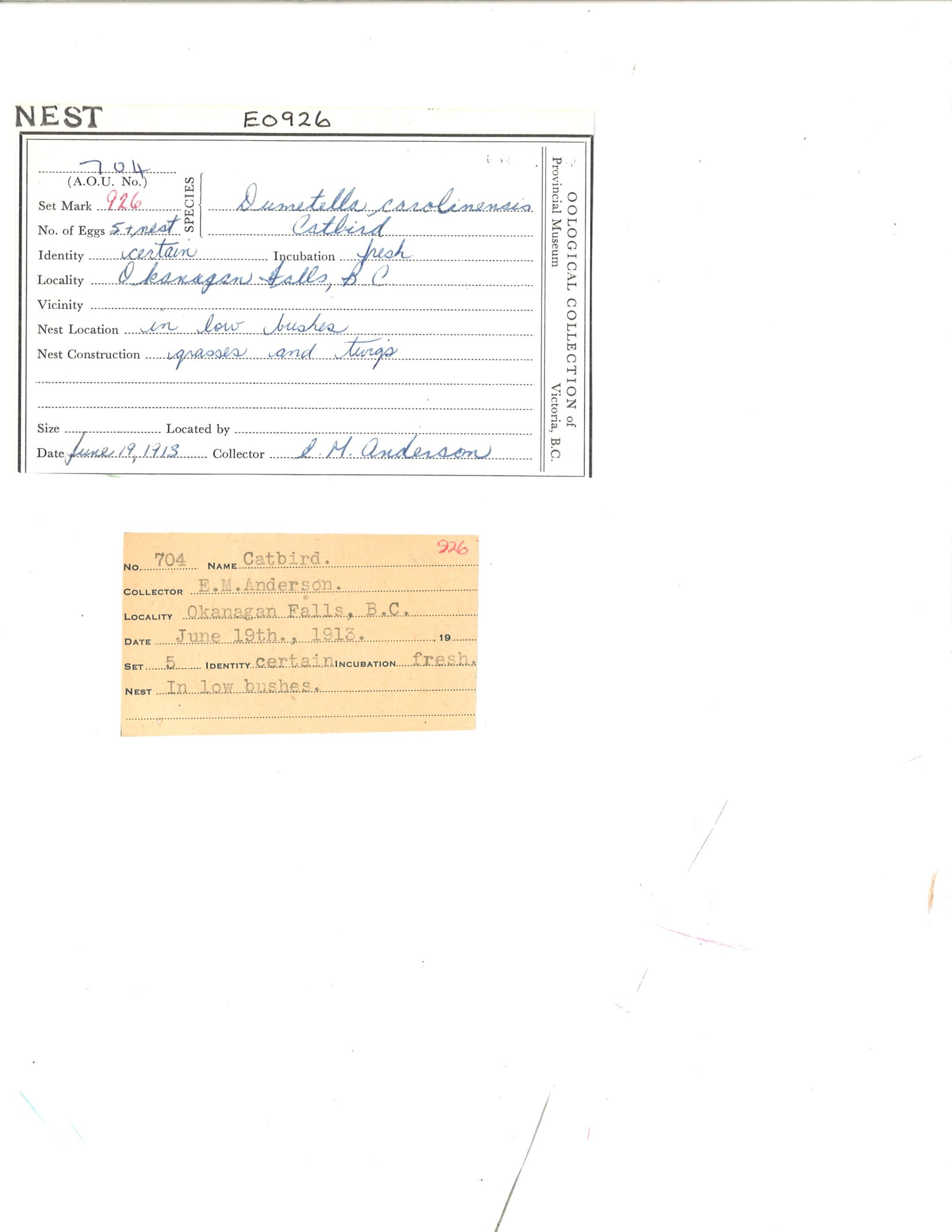 Image representing Dumetella carolinensis.