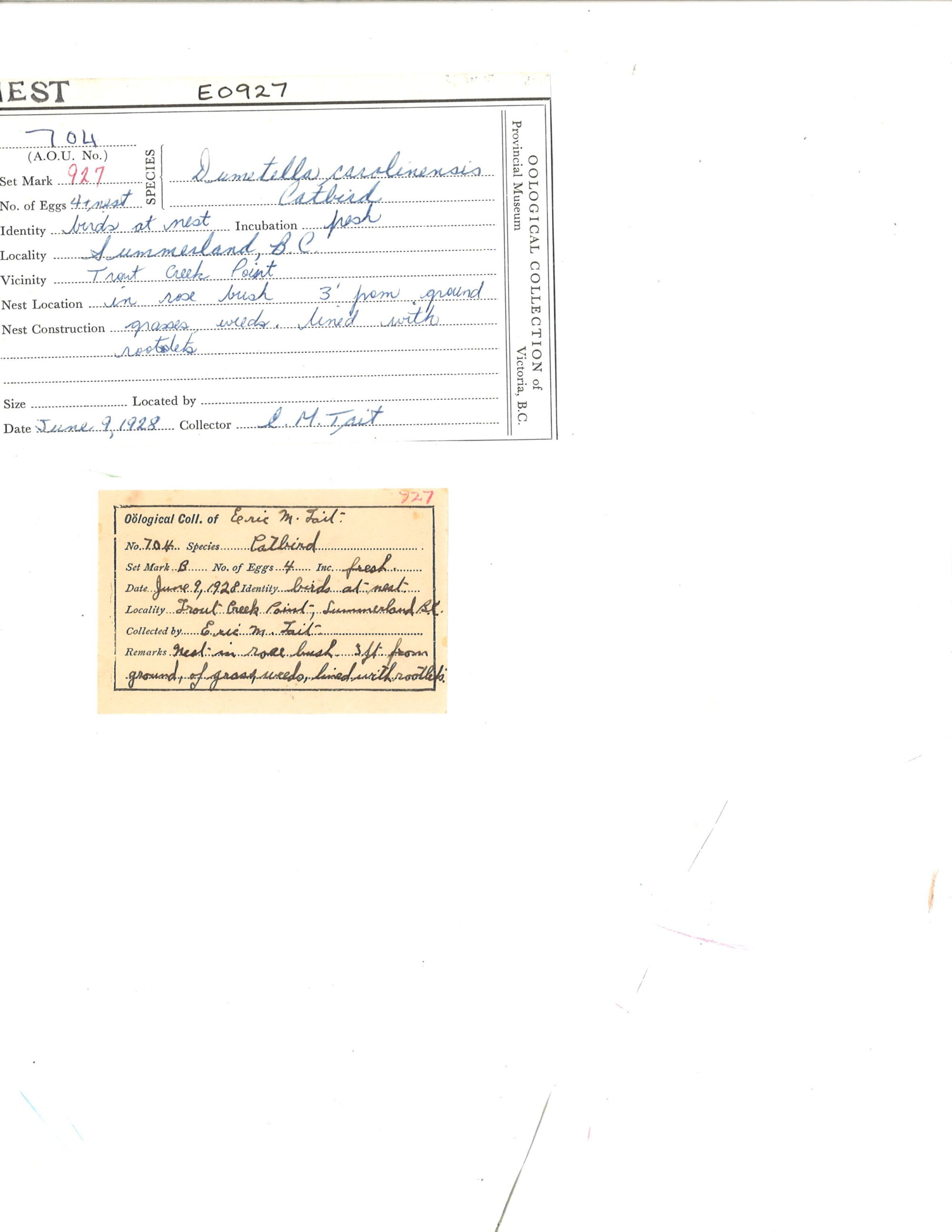 Image representing Dumetella carolinensis.