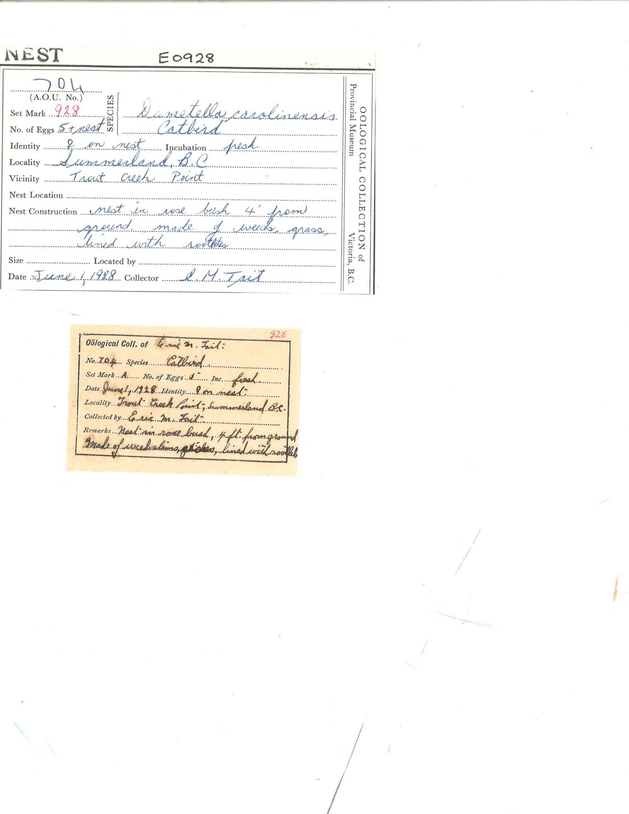 Image representing Dumetella carolinensis.