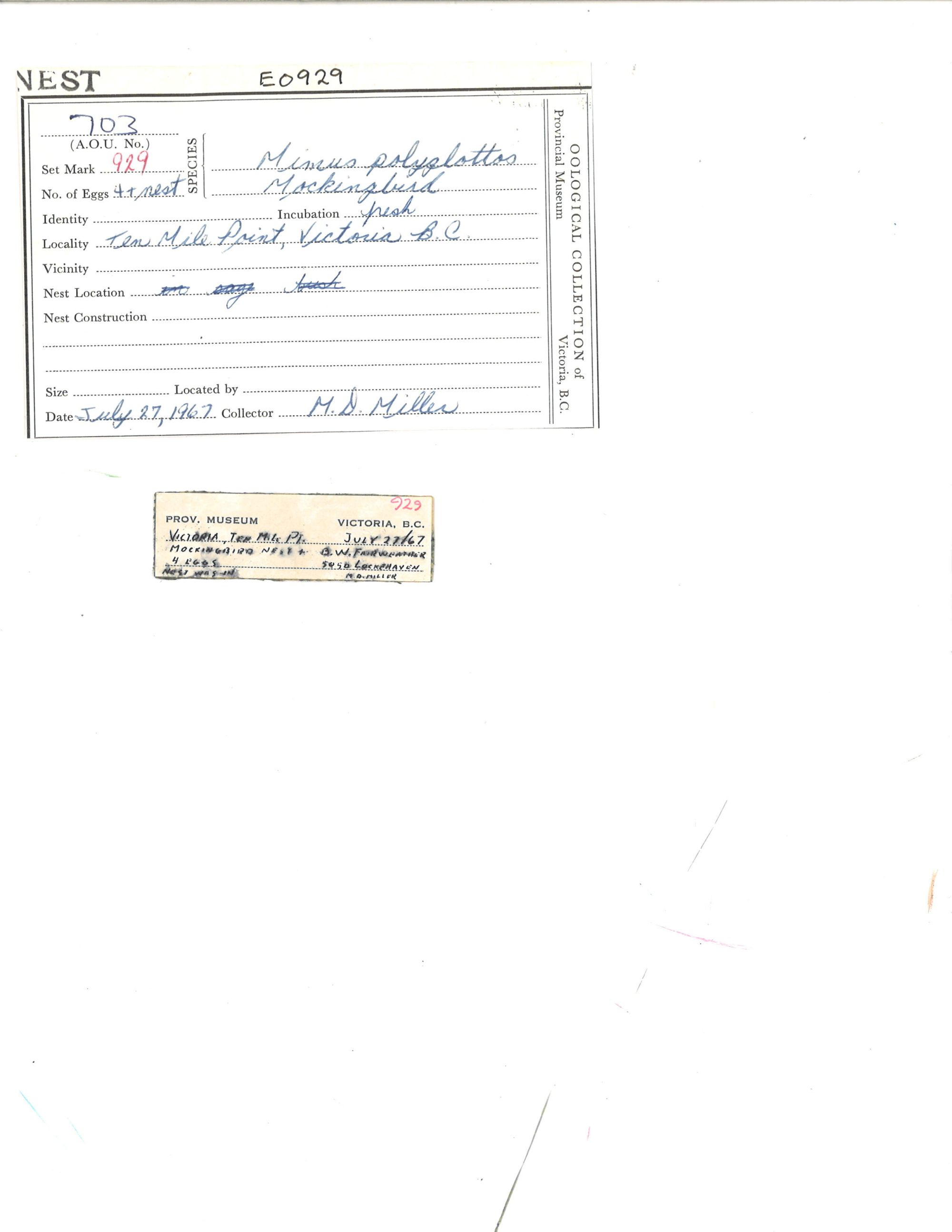 Image representing Mimus polyglottos.