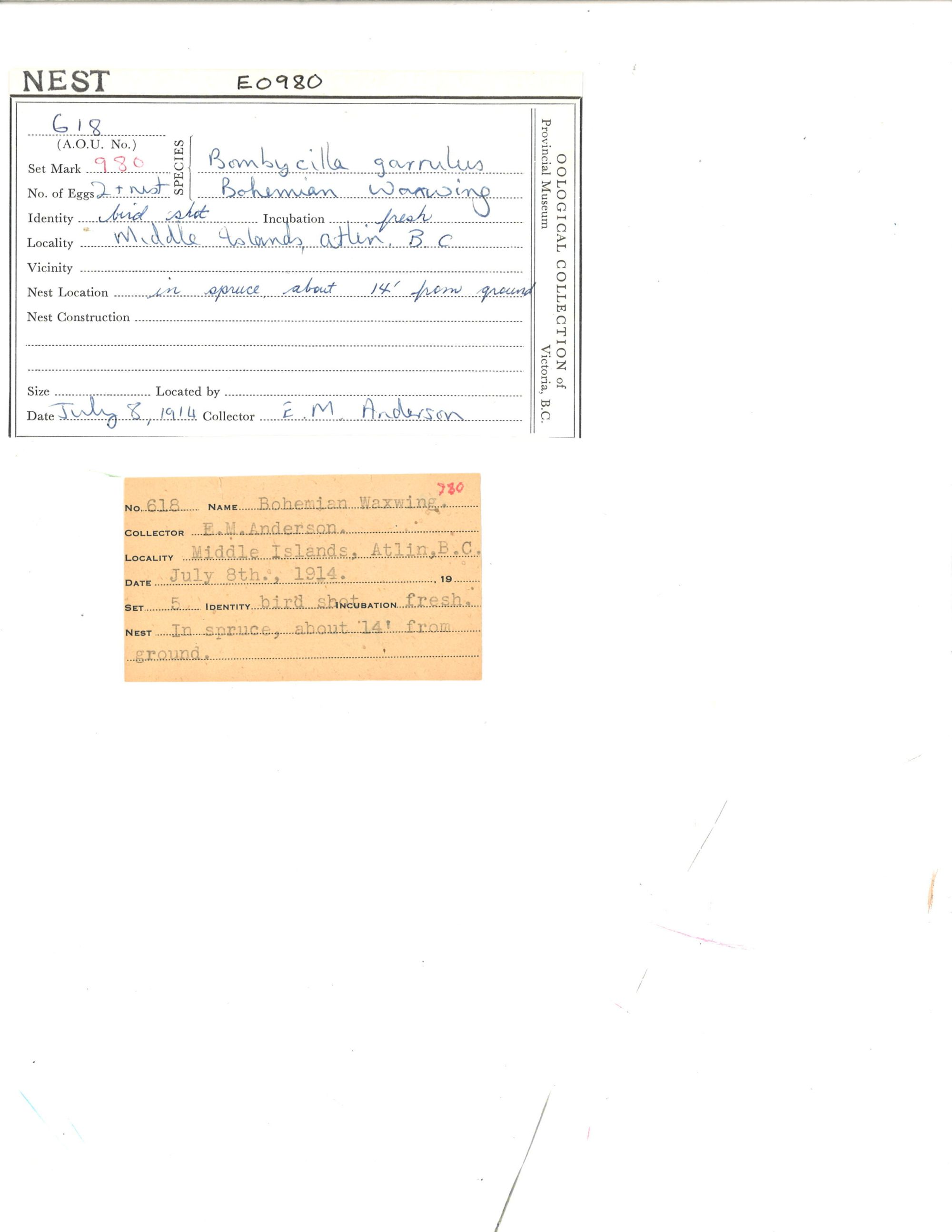 Image representing Bombycilla garrulus.