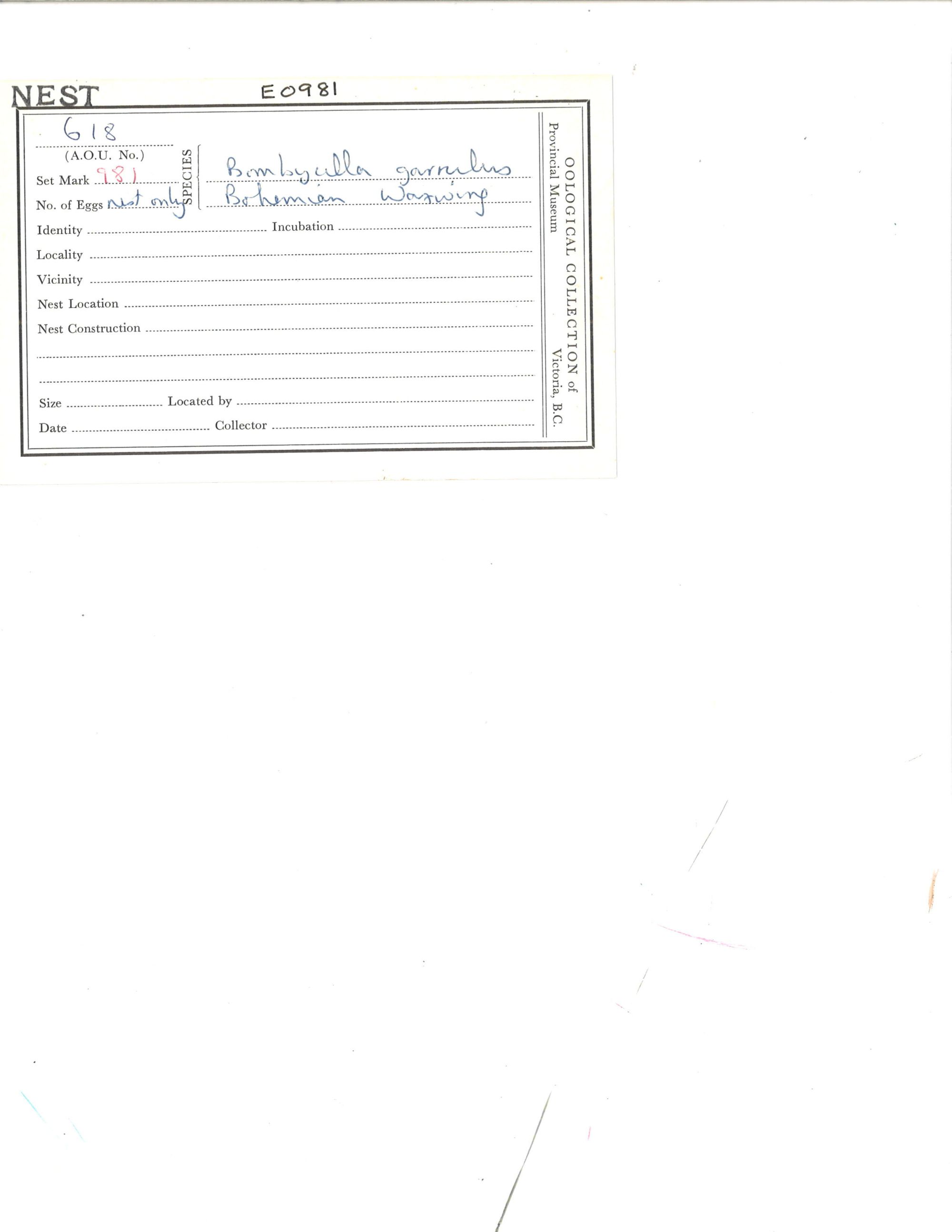 Image representing Bombycilla garrulus.