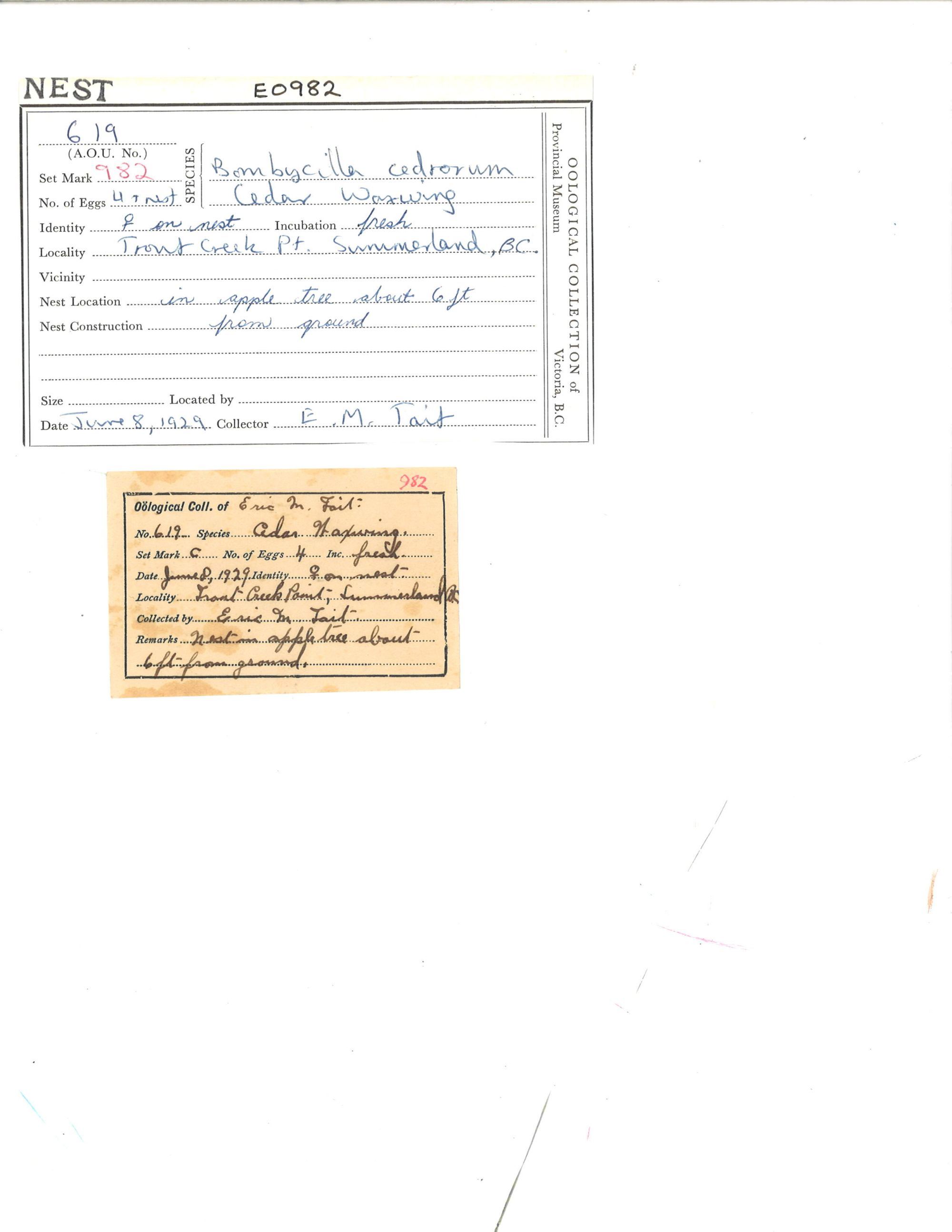 Image representing Bombycilla cedrorum.