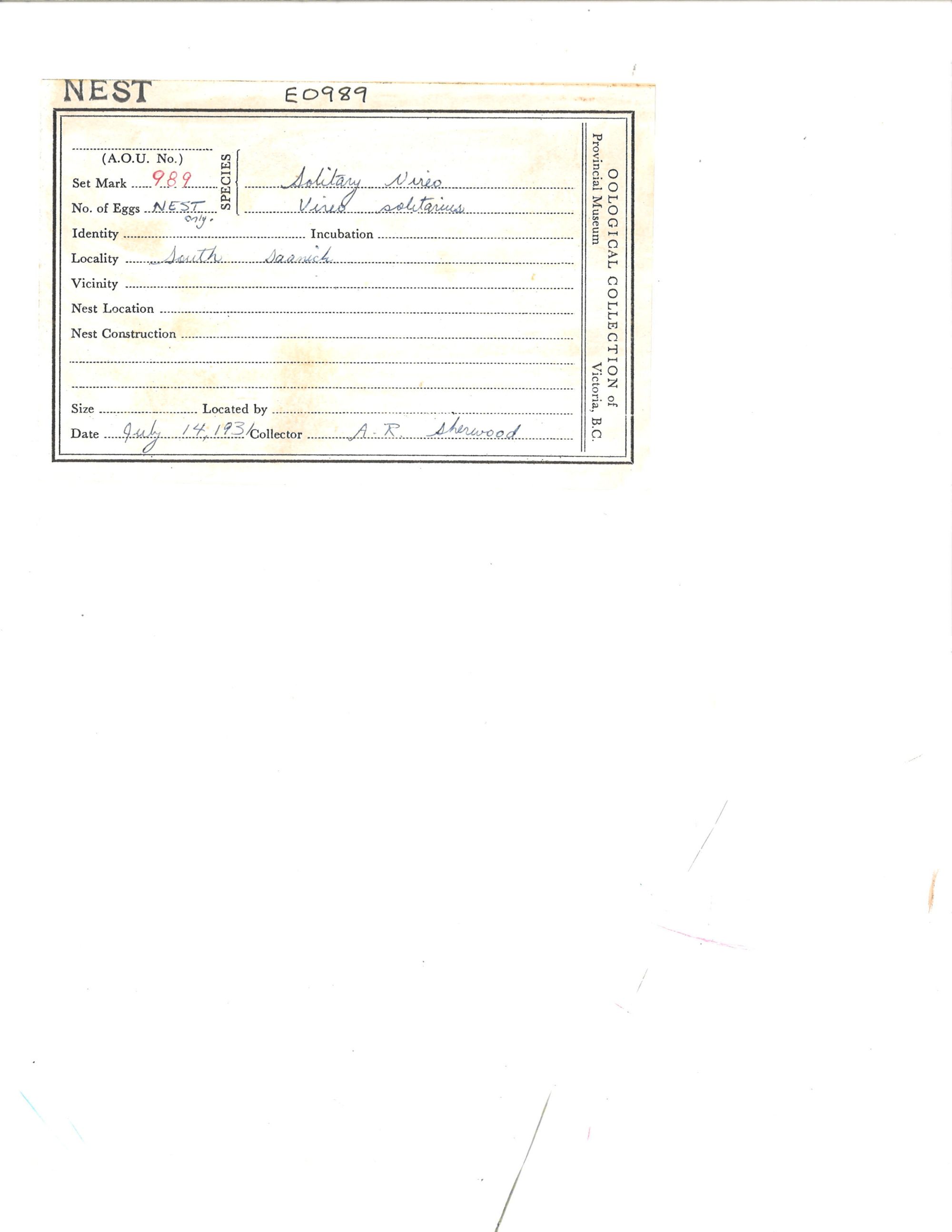 Image représentant Vireo solitarius