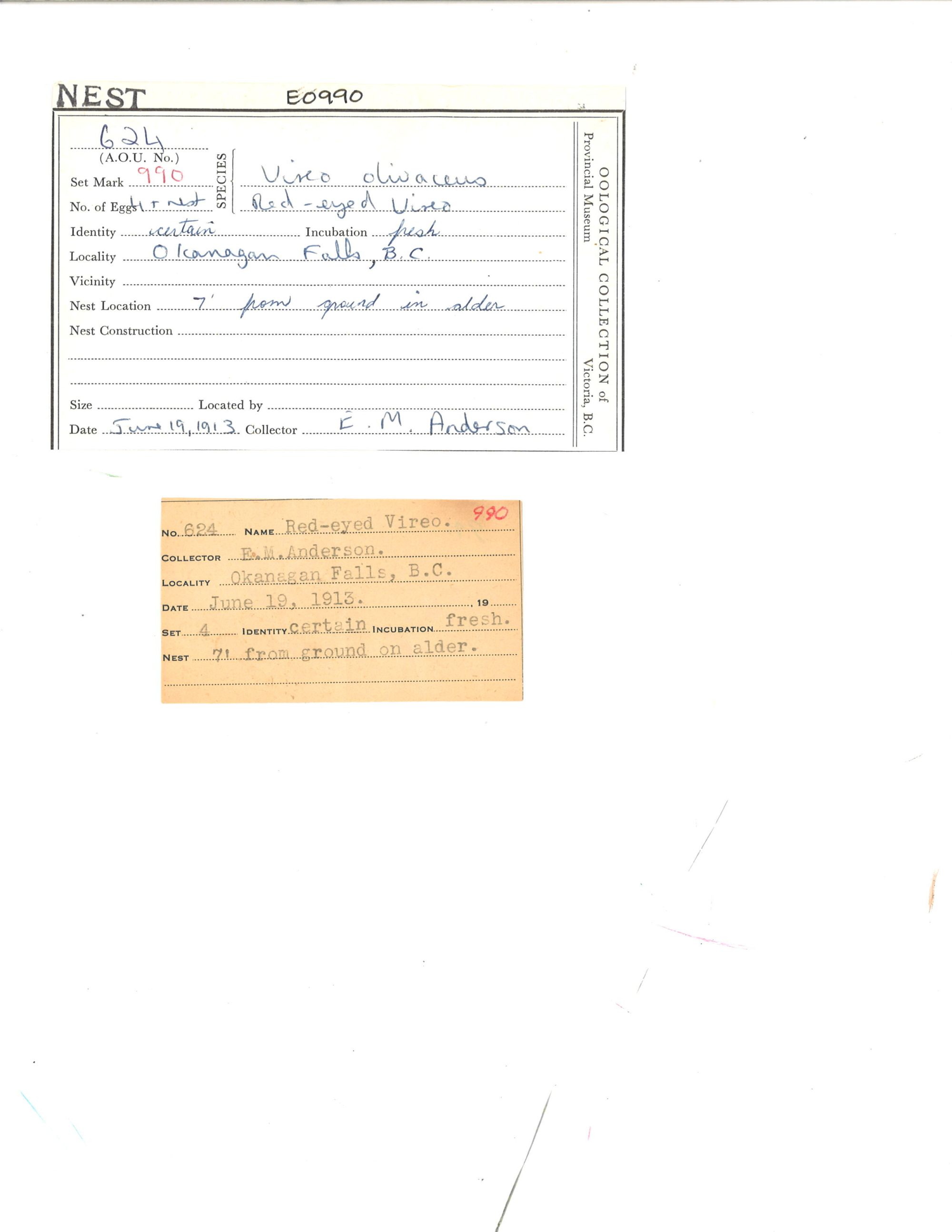 Image représentant Vireo olivaceus