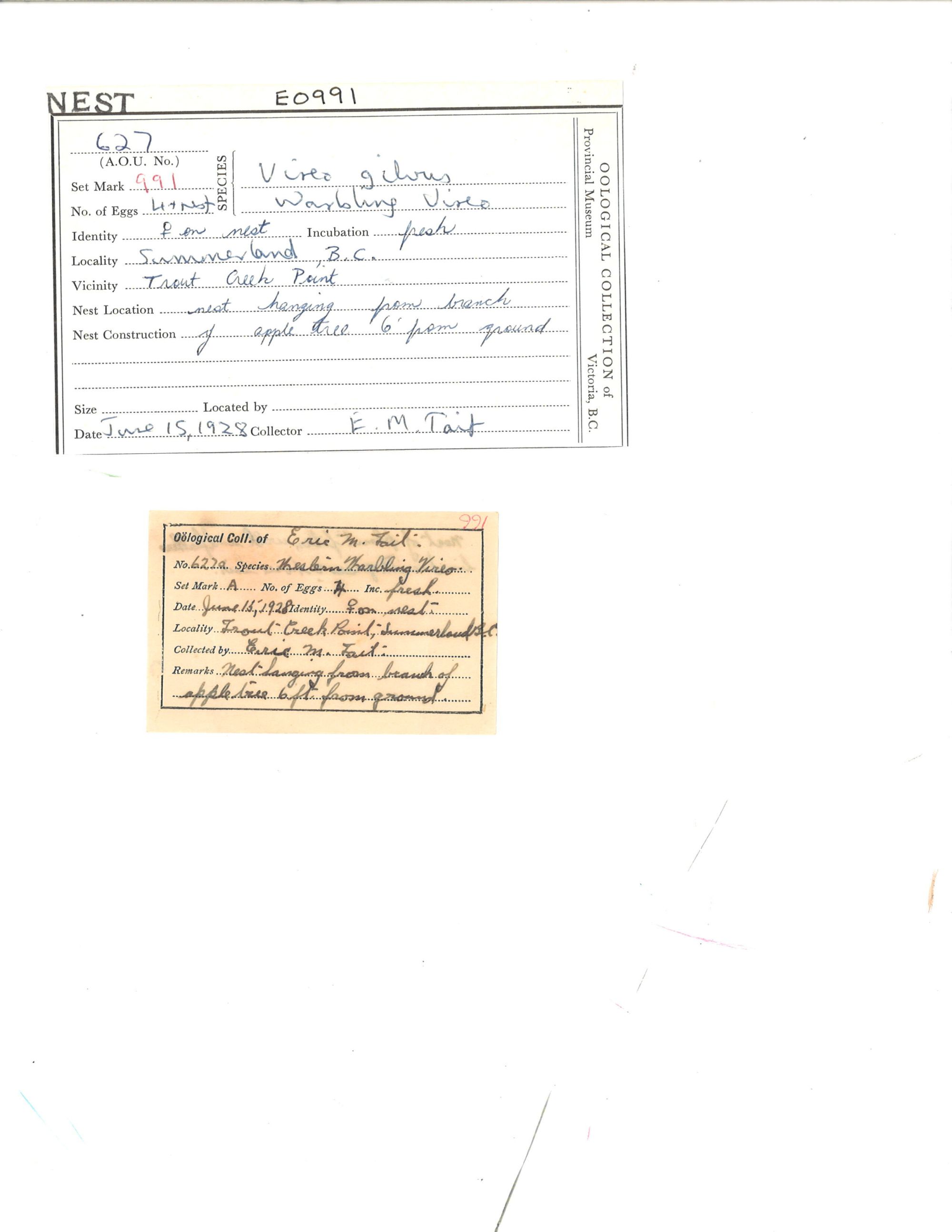 Image representing Vireo gilvus.