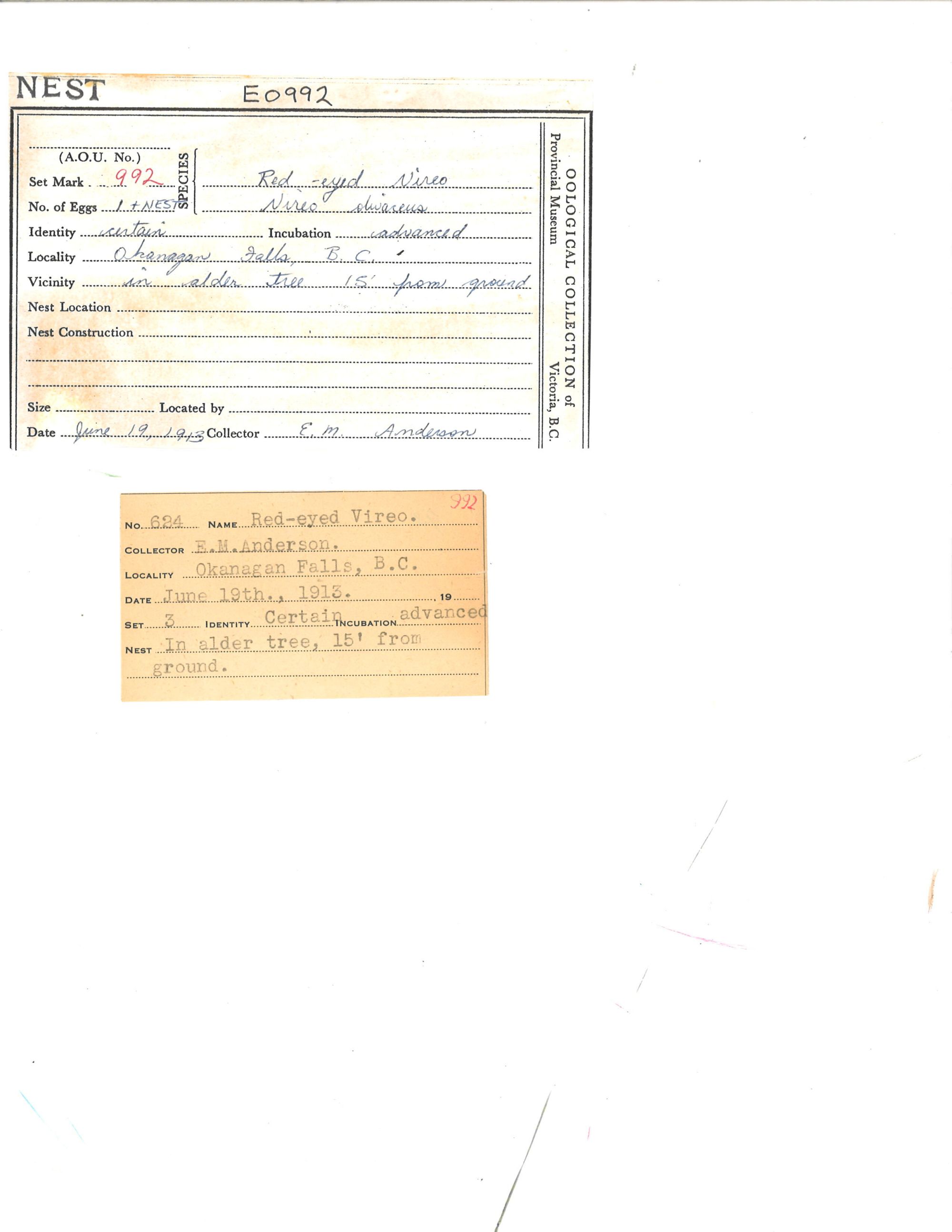 Image representing Vireo olivaceus.