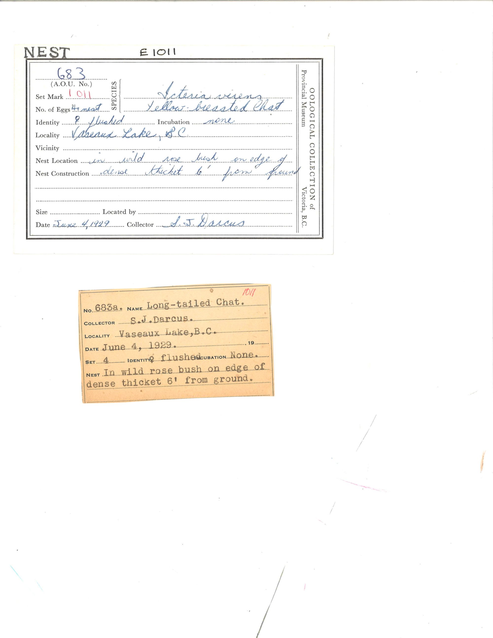 Image representing Icteria virens.