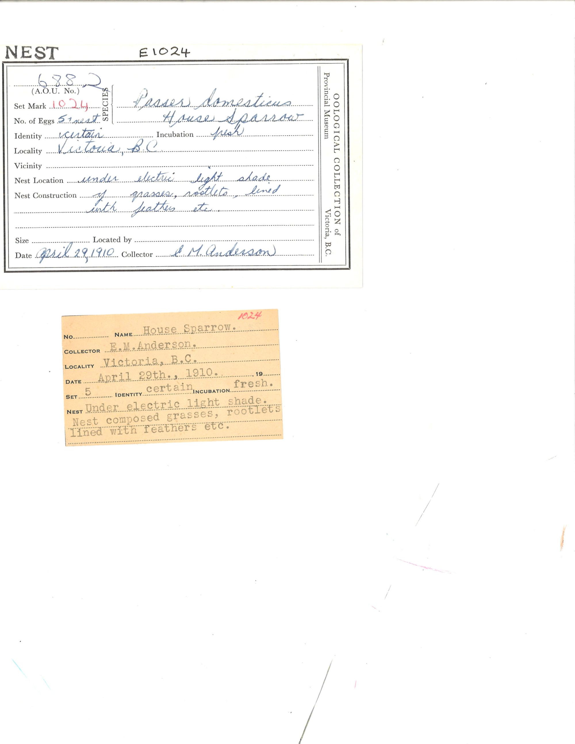 Image representing Passer domesticus.