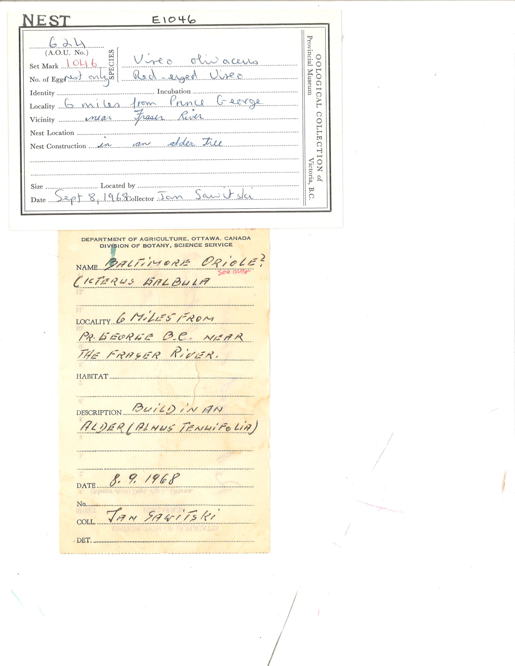 Image representing Vireo olivaceus.