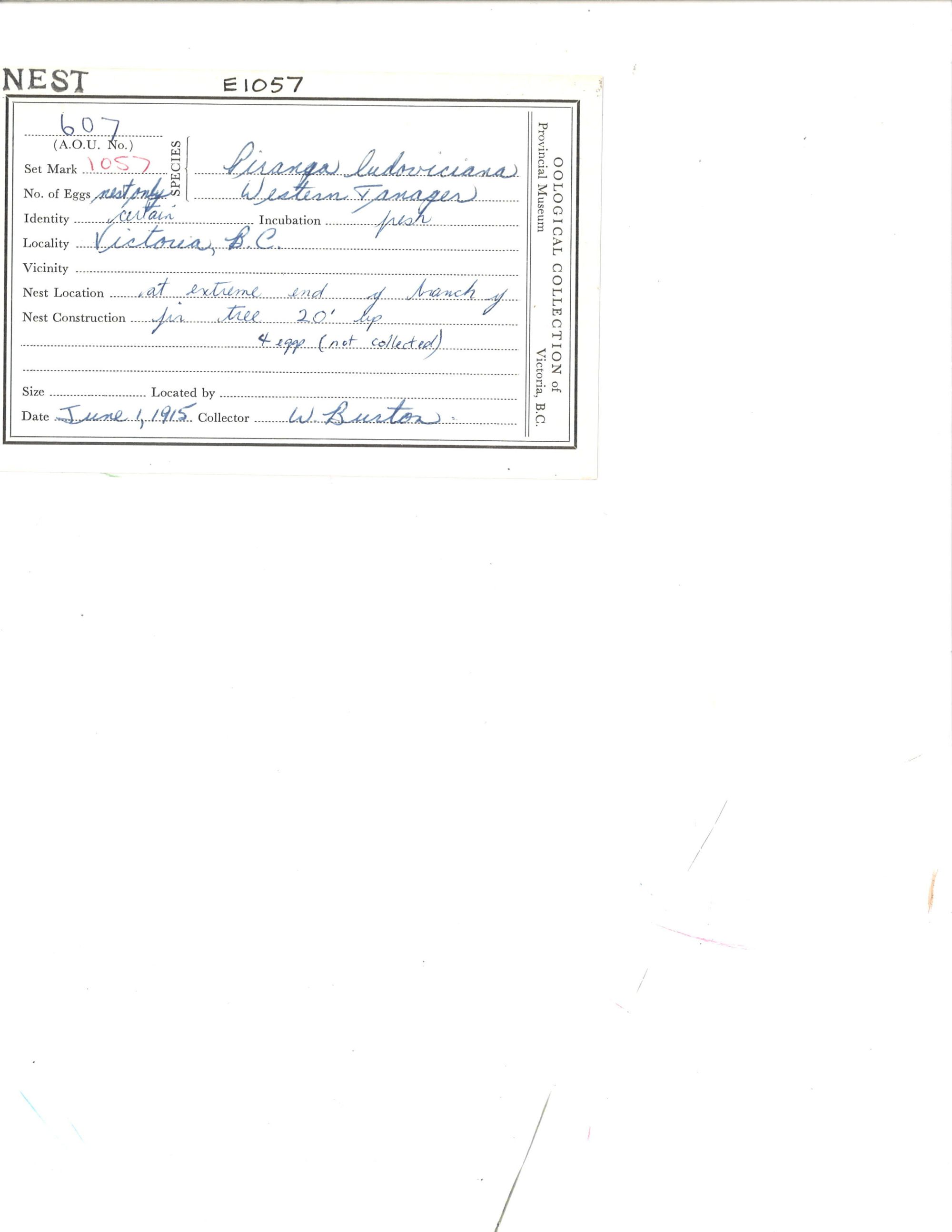 Image representing Piranga ludoviciana.