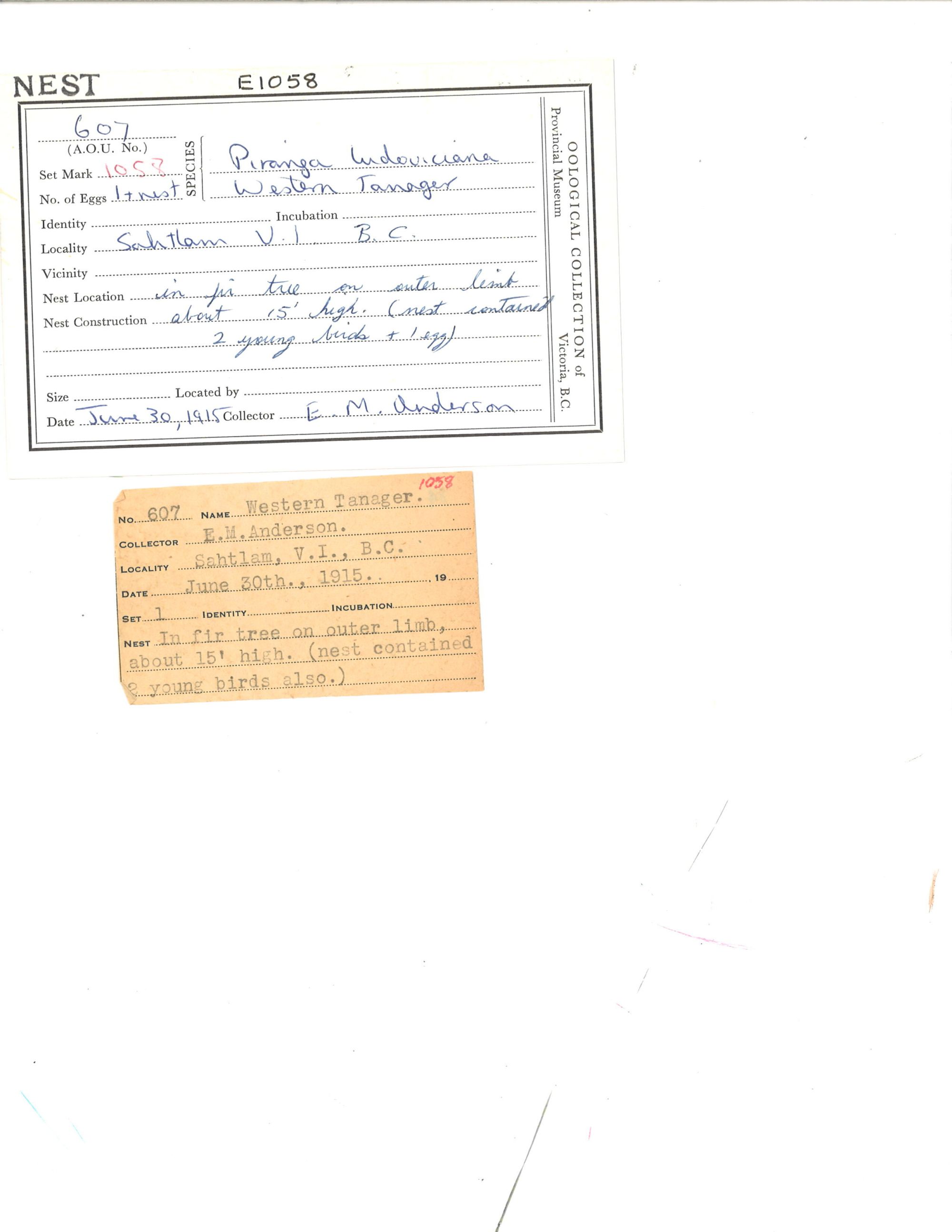 Image representing Piranga ludoviciana.