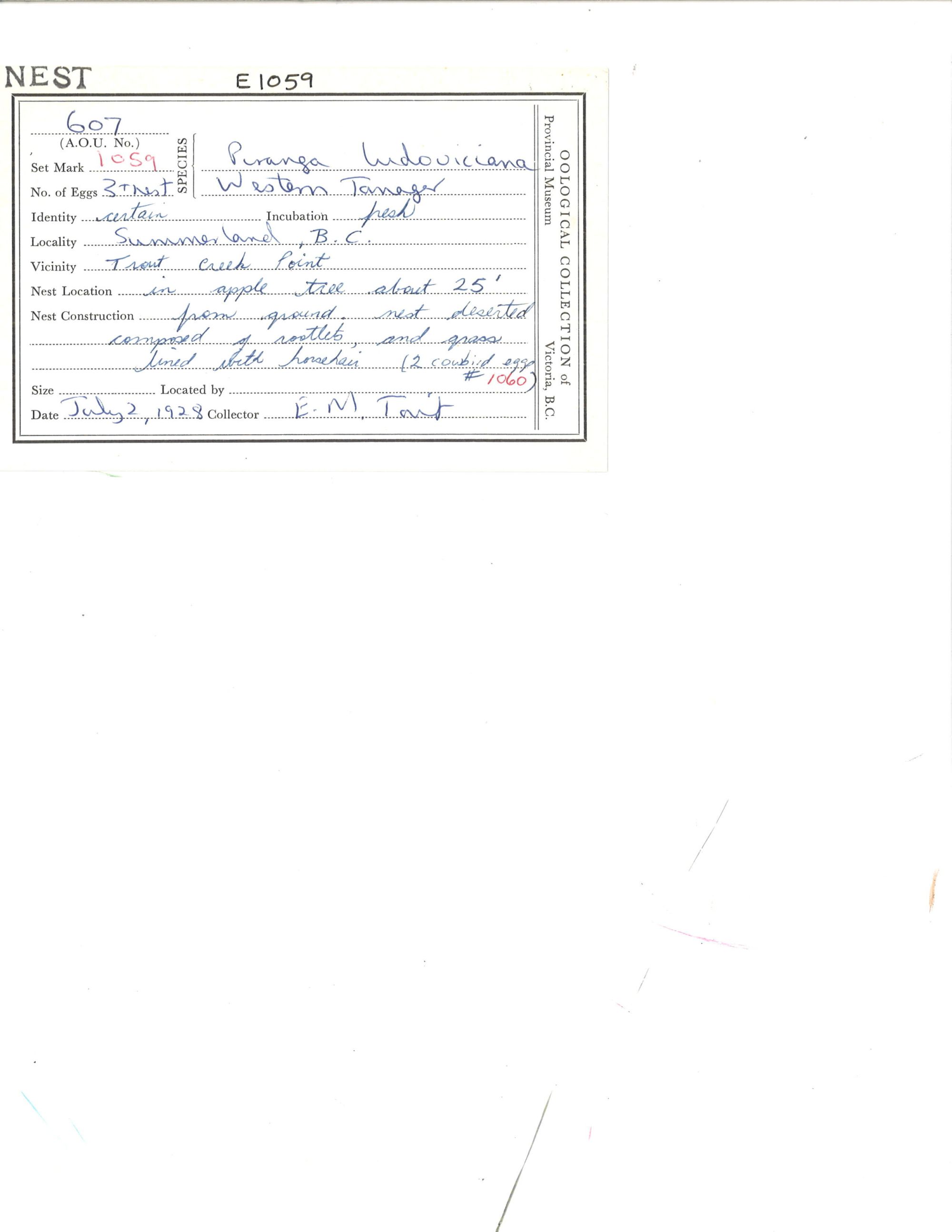 Image representing Piranga ludoviciana.