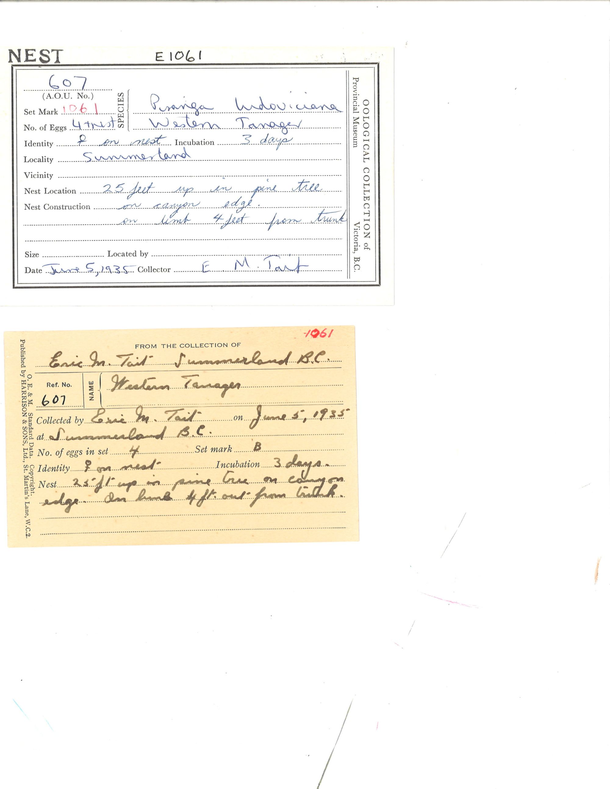 Image representing Piranga ludoviciana.