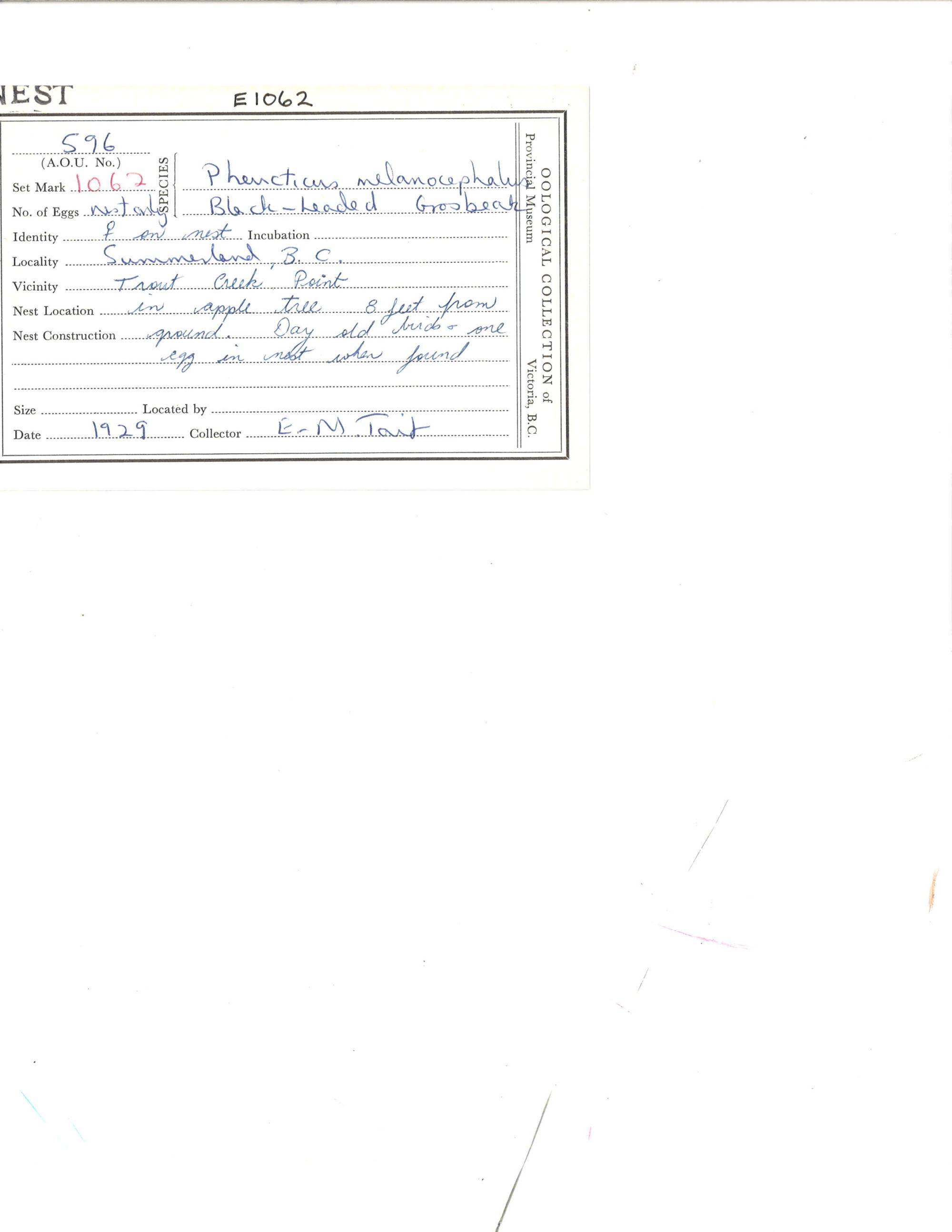 Image representing Pheucticus melanocephalus.