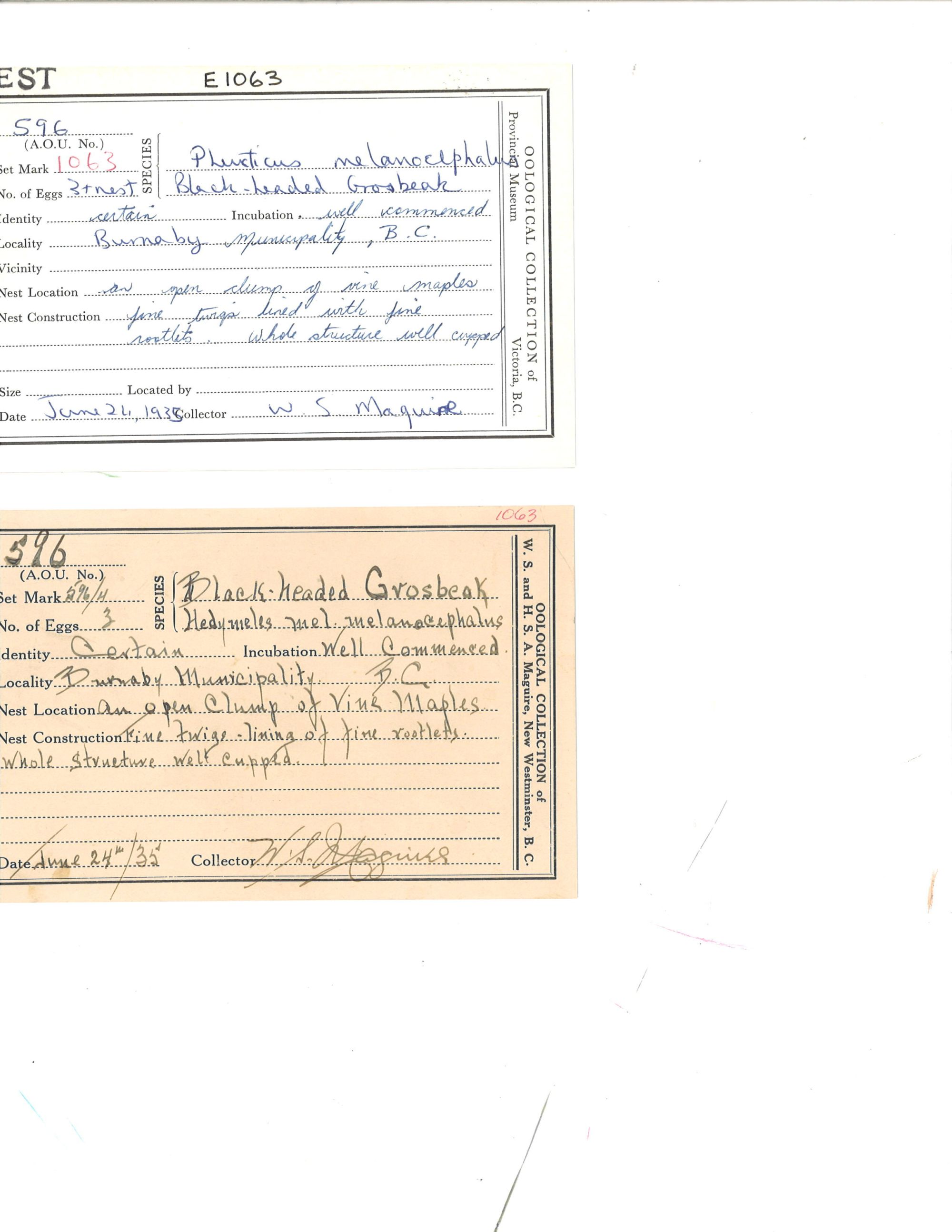 Image representing Pheucticus melanocephalus.