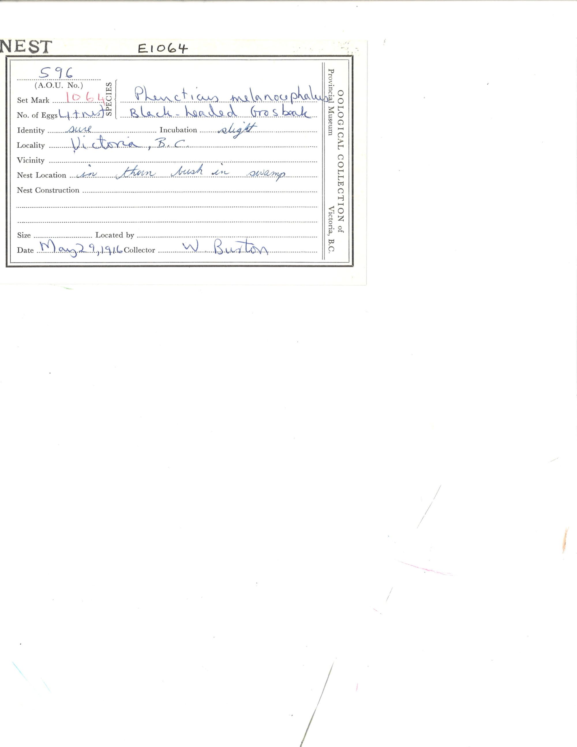 Image representing Pheucticus melanocephalus.