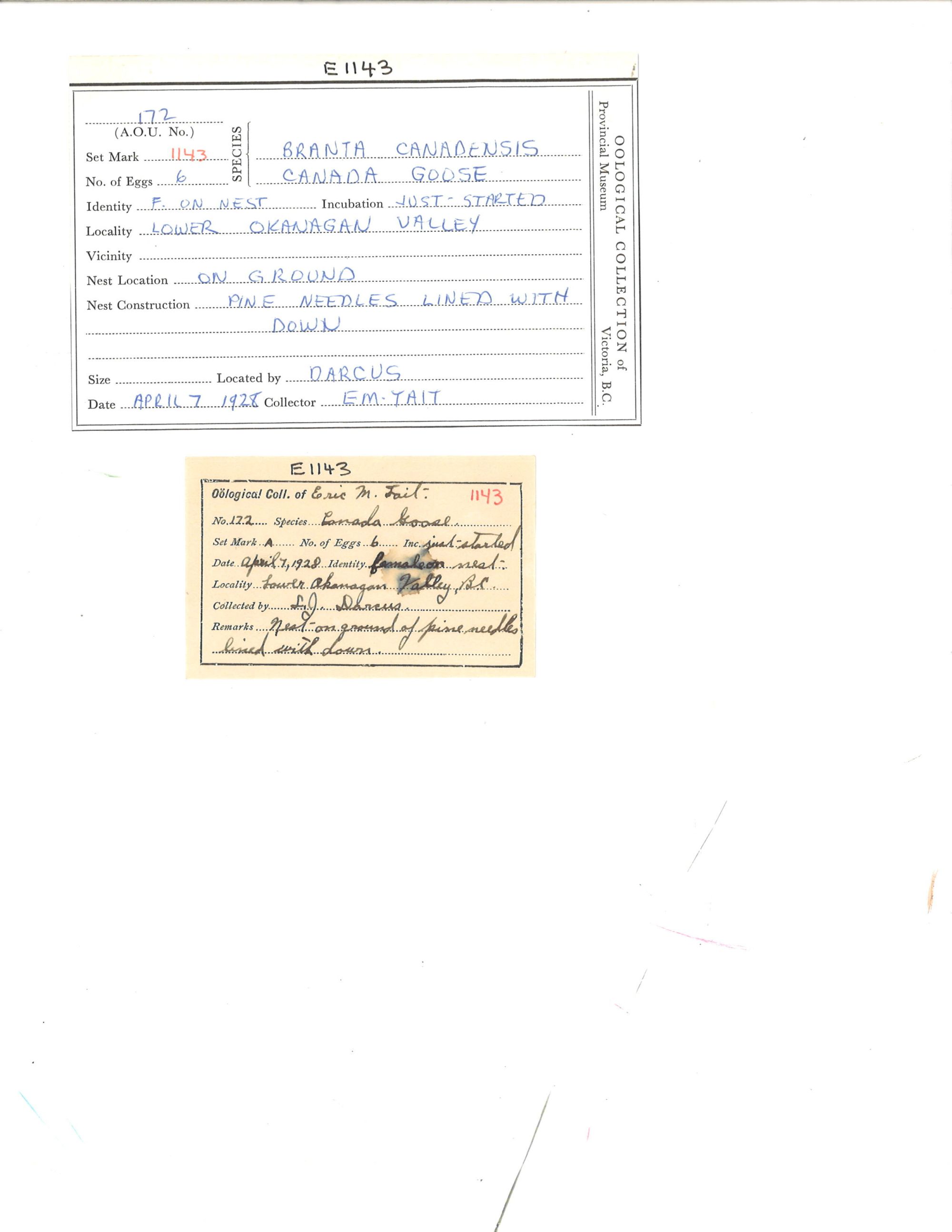 Image representing Branta canadensis.