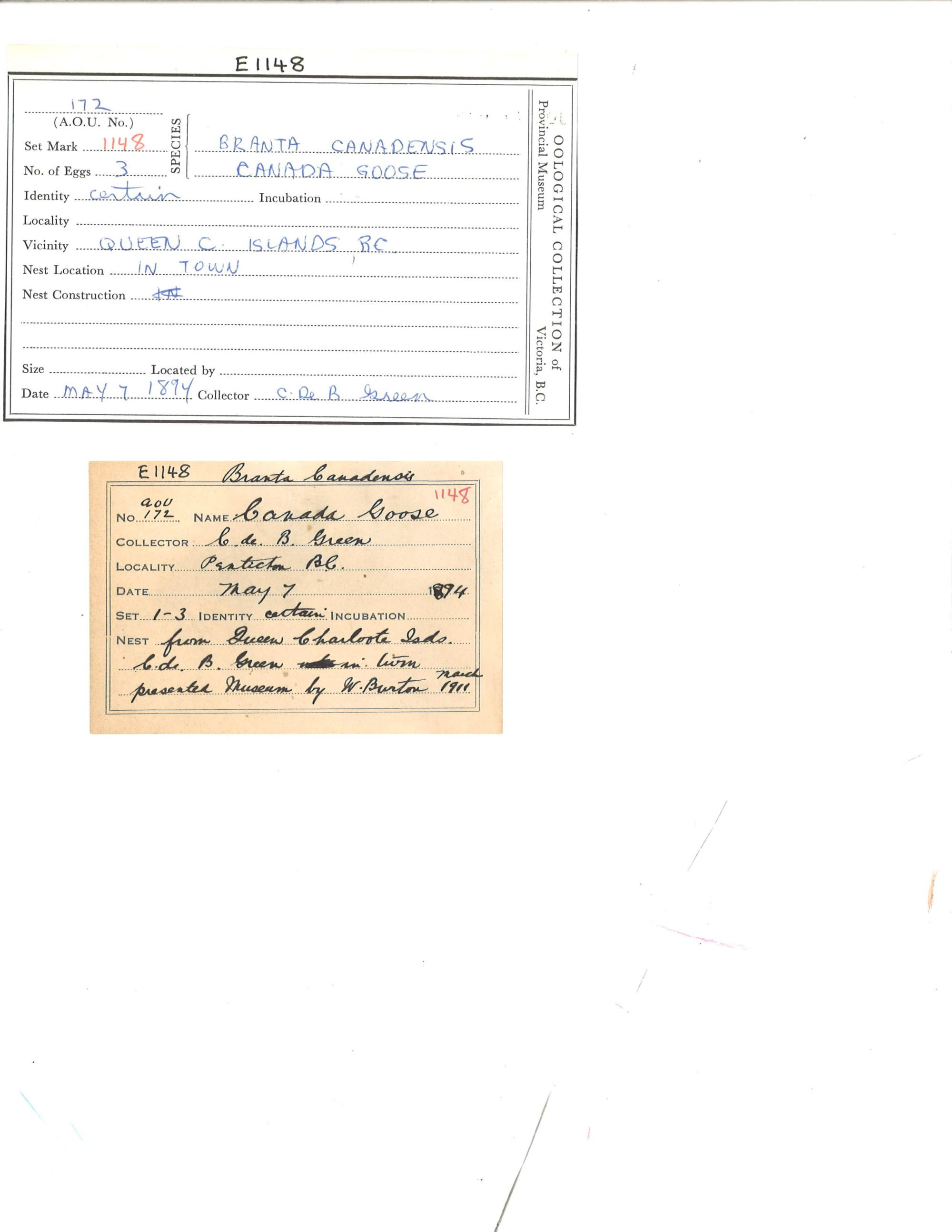 Image representing Branta canadensis.