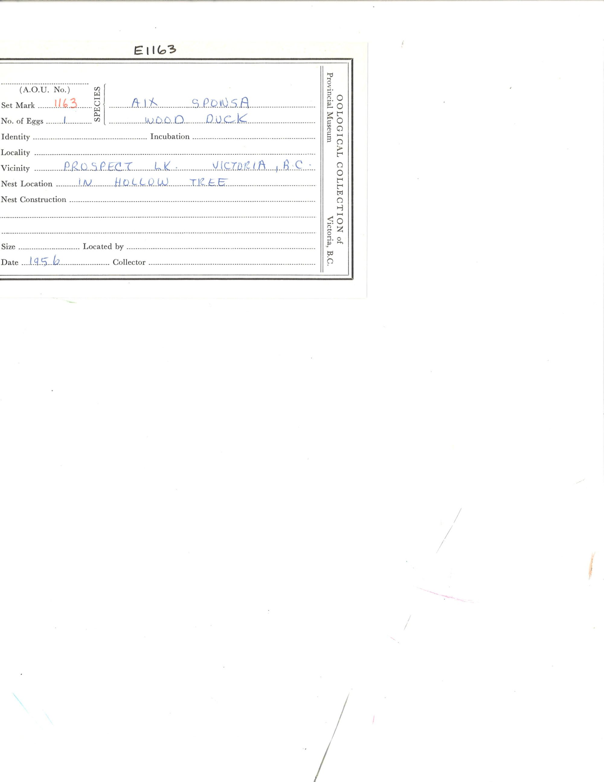 Image representing Aix sponsa.