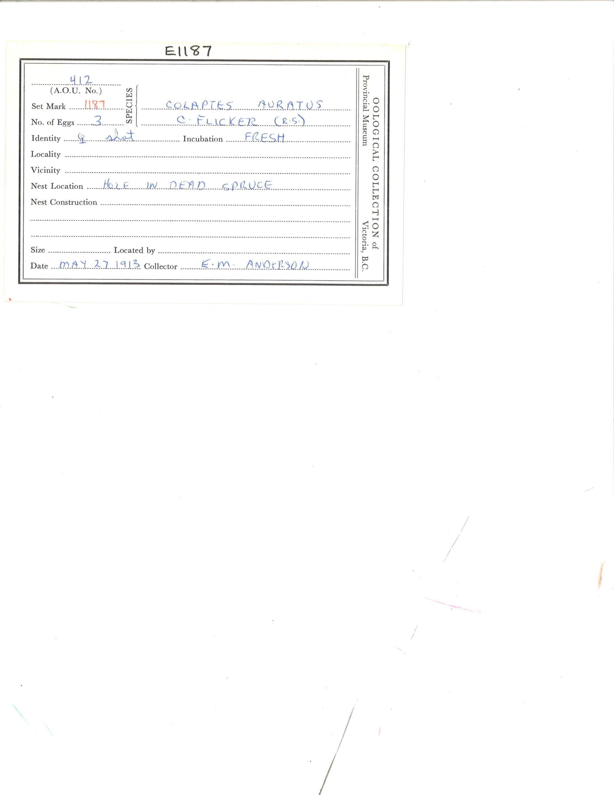 Image representing Colaptes auratus.