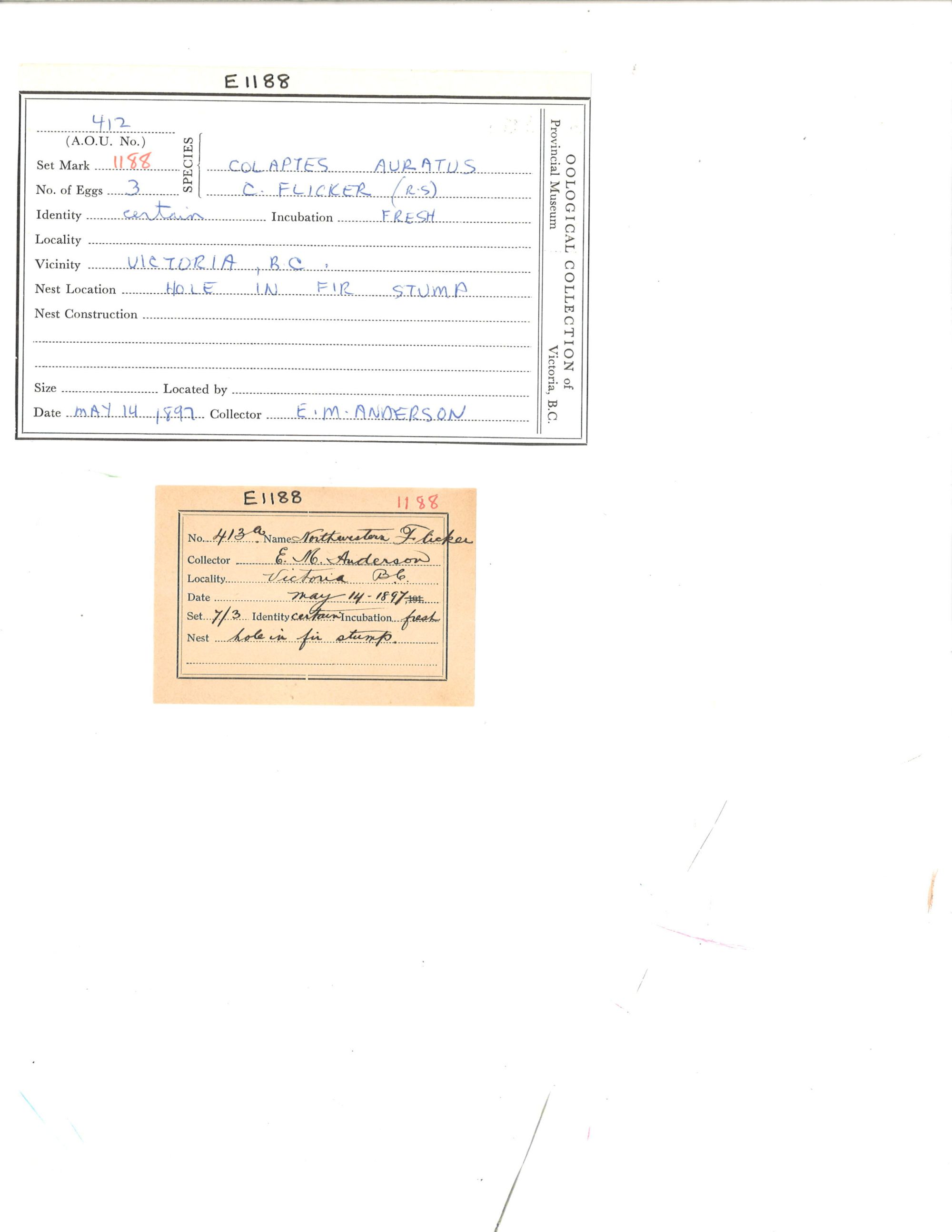 Image representing Colaptes auratus.