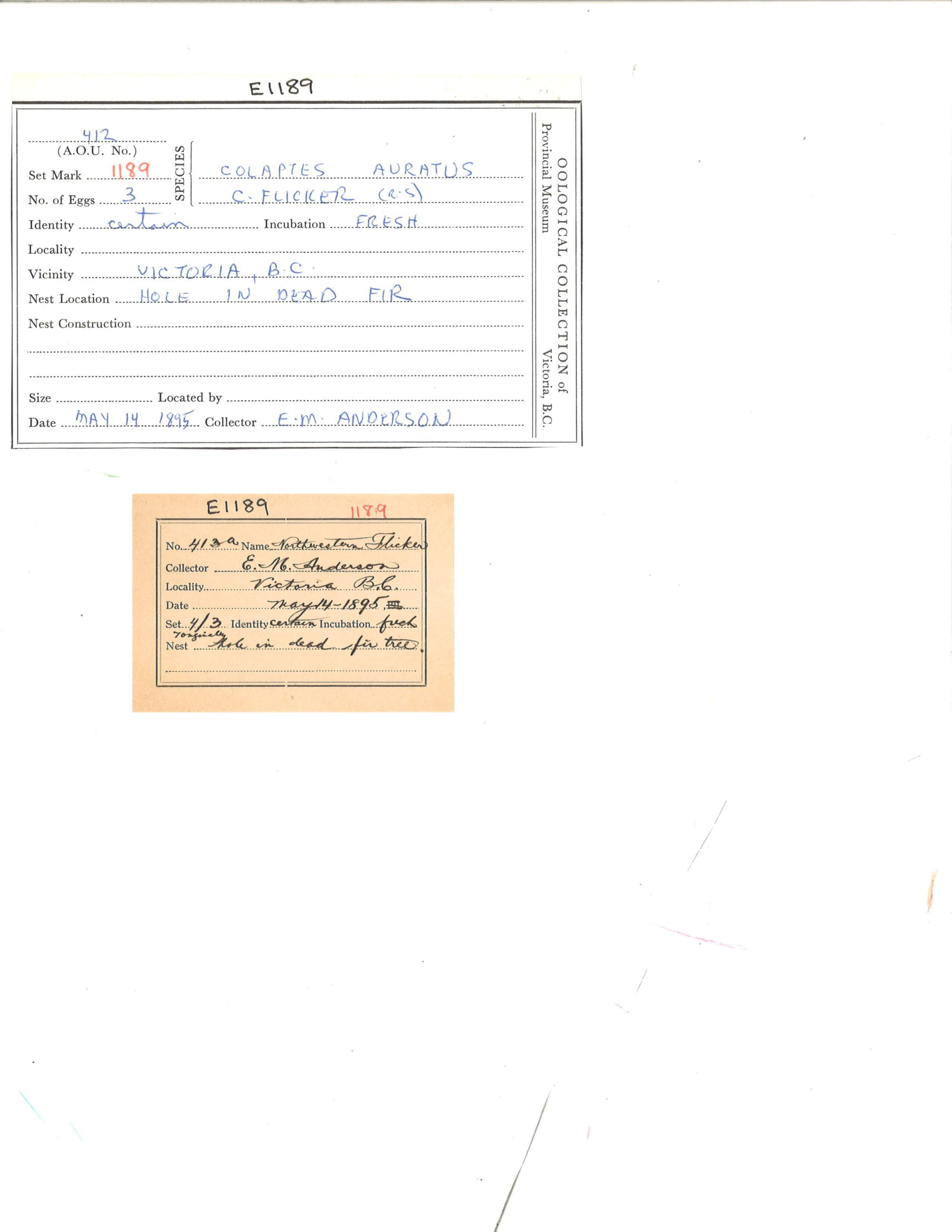 Image representing Colaptes auratus.