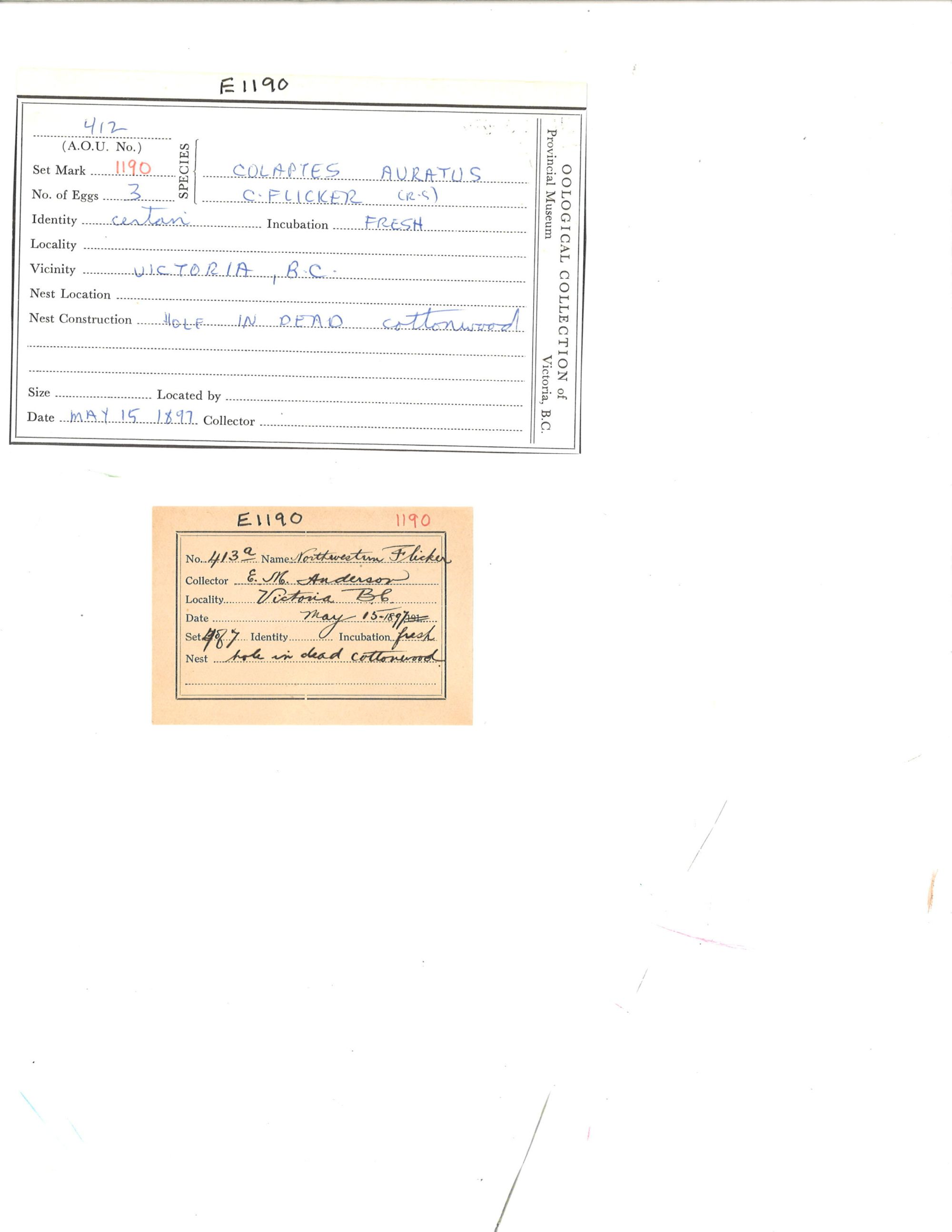 Image representing Colaptes auratus.