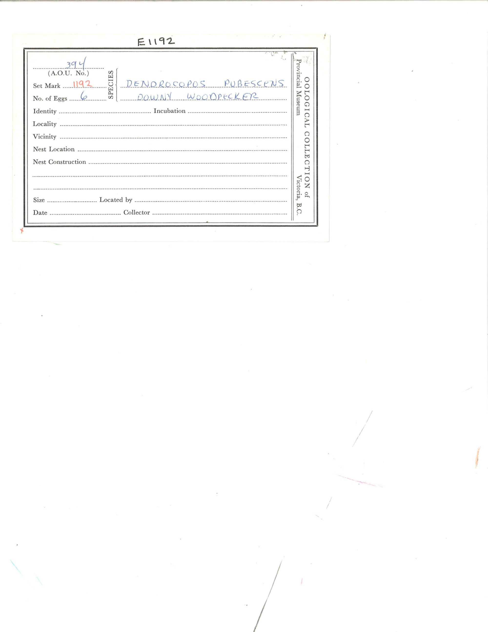 Image representing Dryobates pubescens.