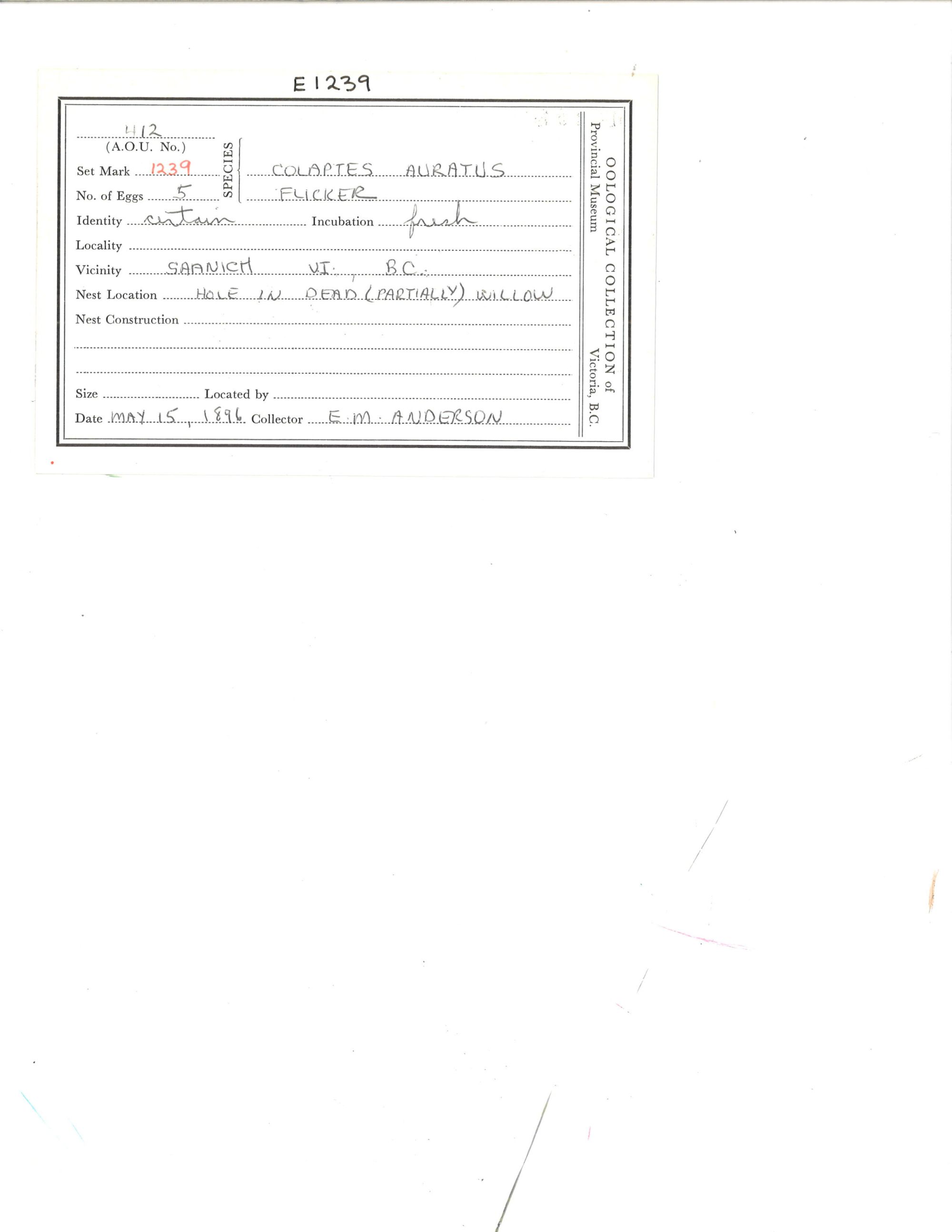 Image representing Colaptes auratus.