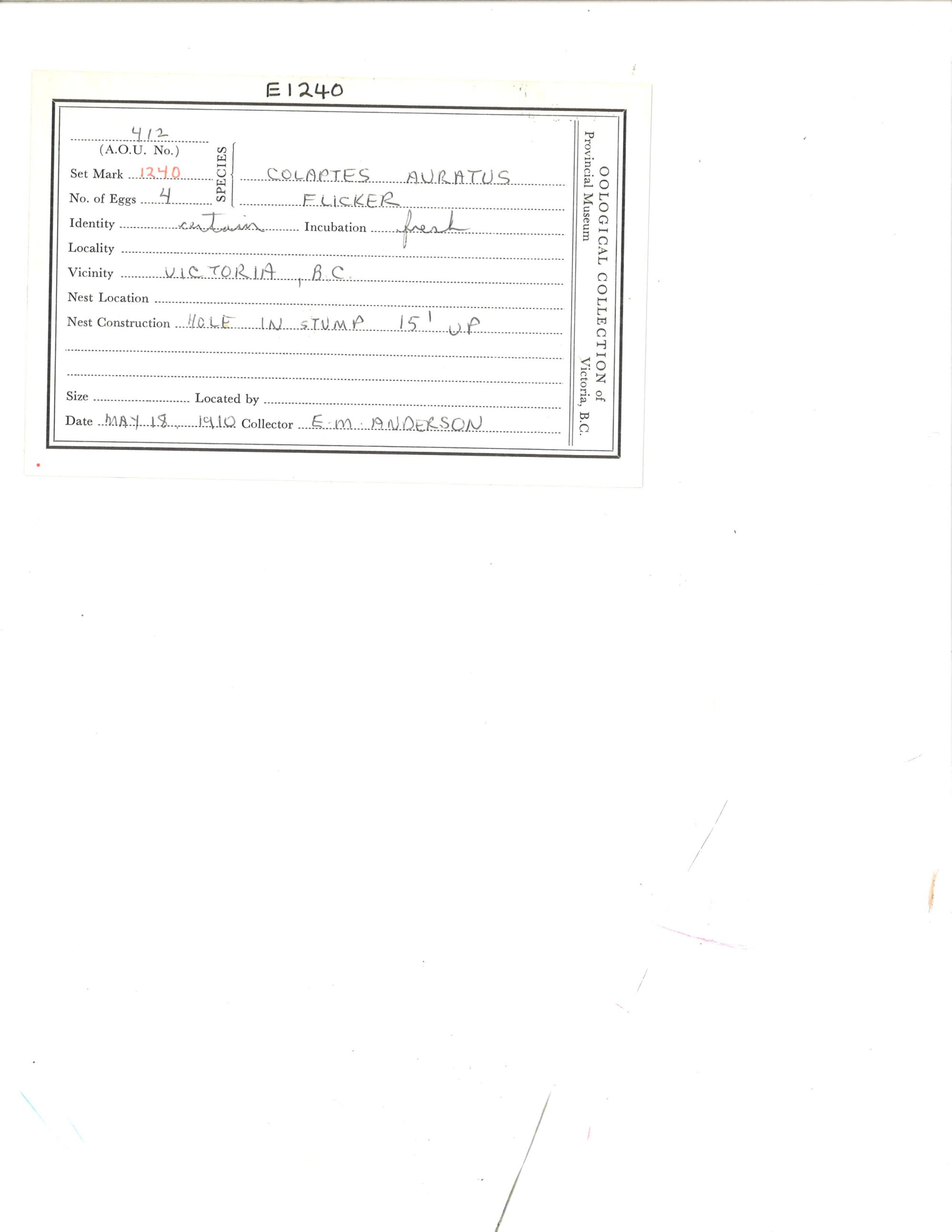 Image representing Colaptes auratus.