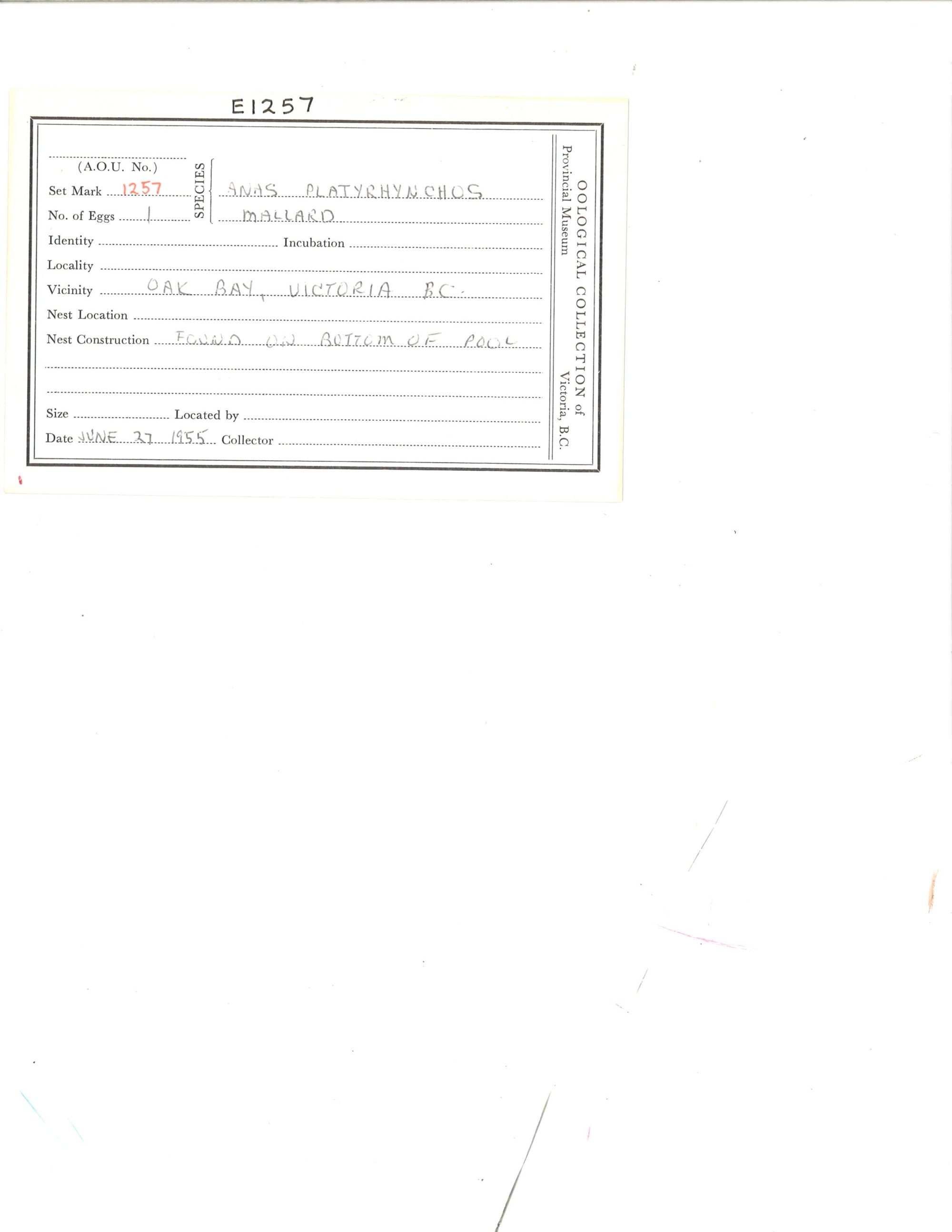 Image representing Anas platyrhynchos.