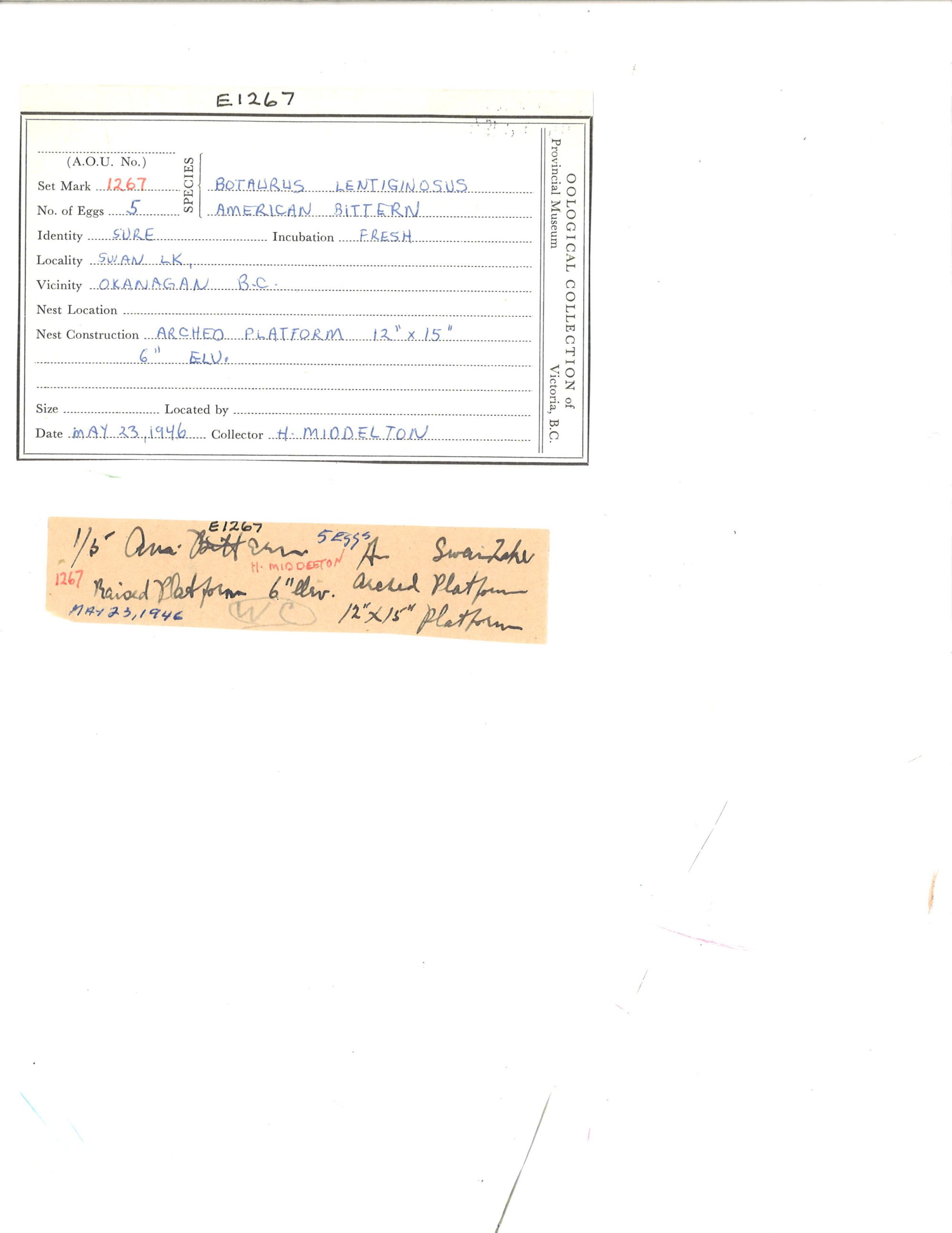 Image representing Botaurus lentiginosus.