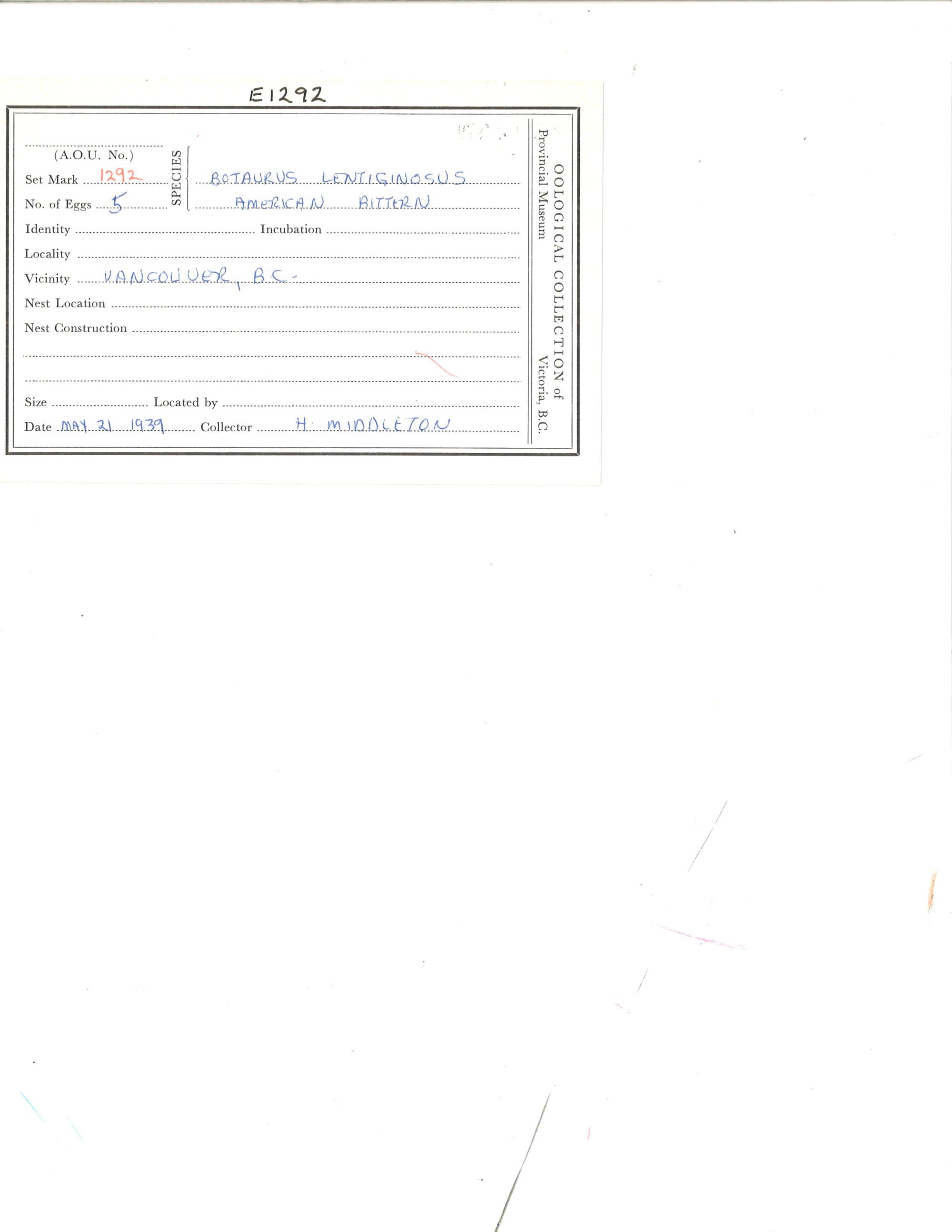 Image representing Botaurus lentiginosus.