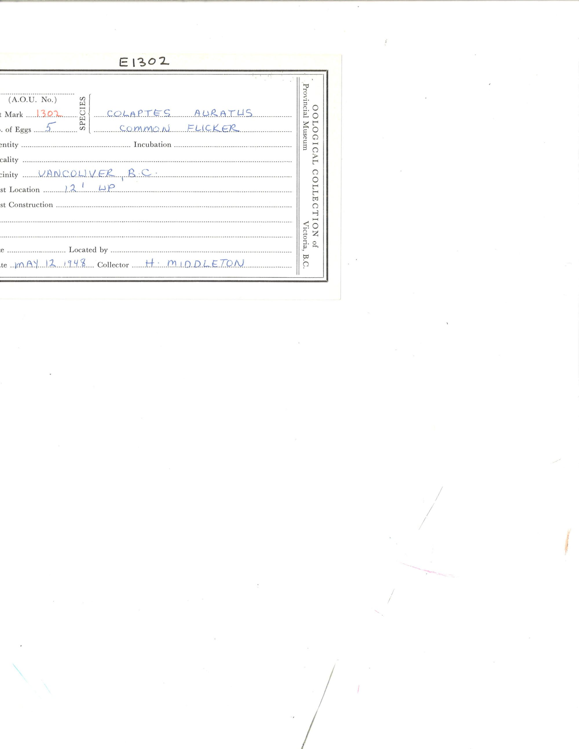 Image representing Colaptes auratus.