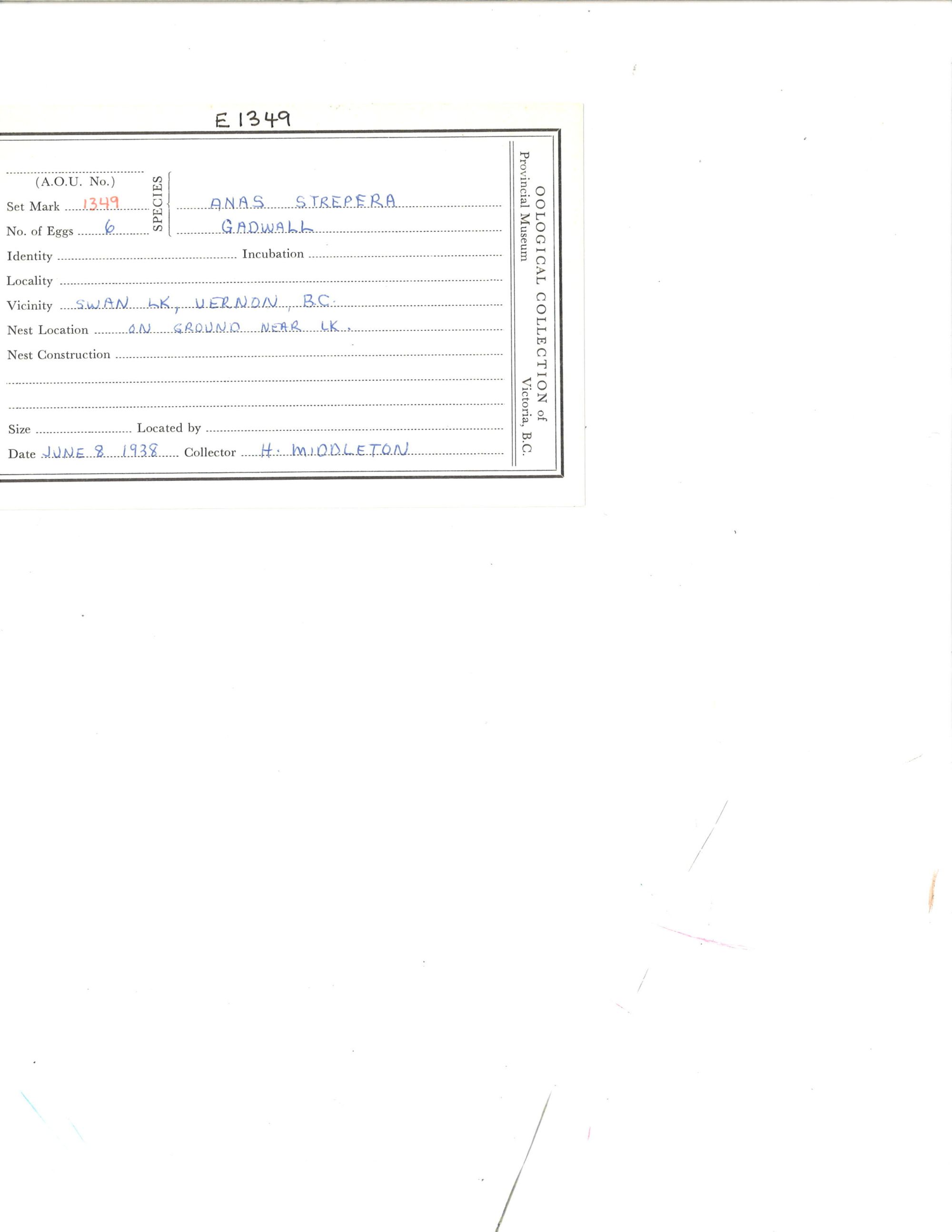 Image representing Mareca strepera.