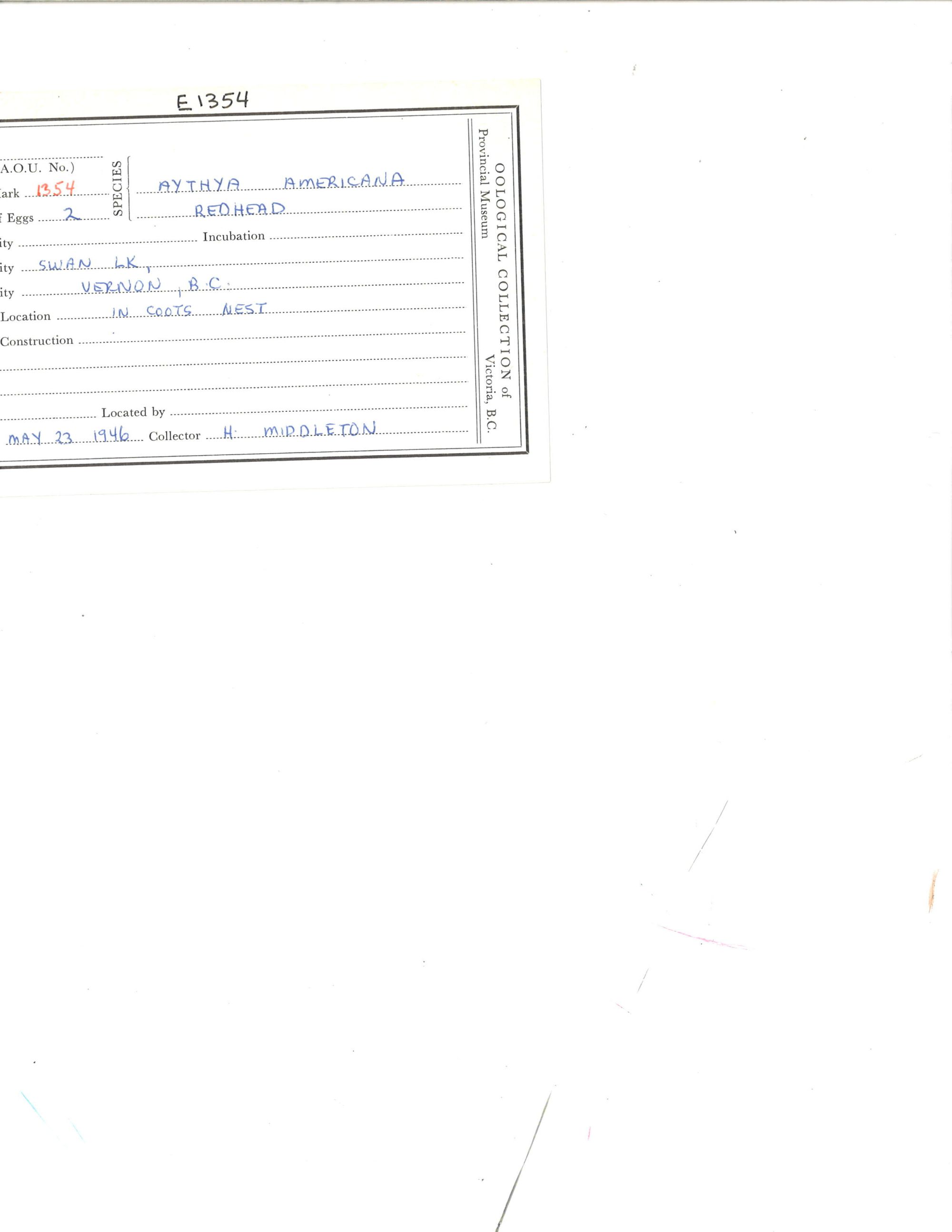 Image representing Aythya americana.