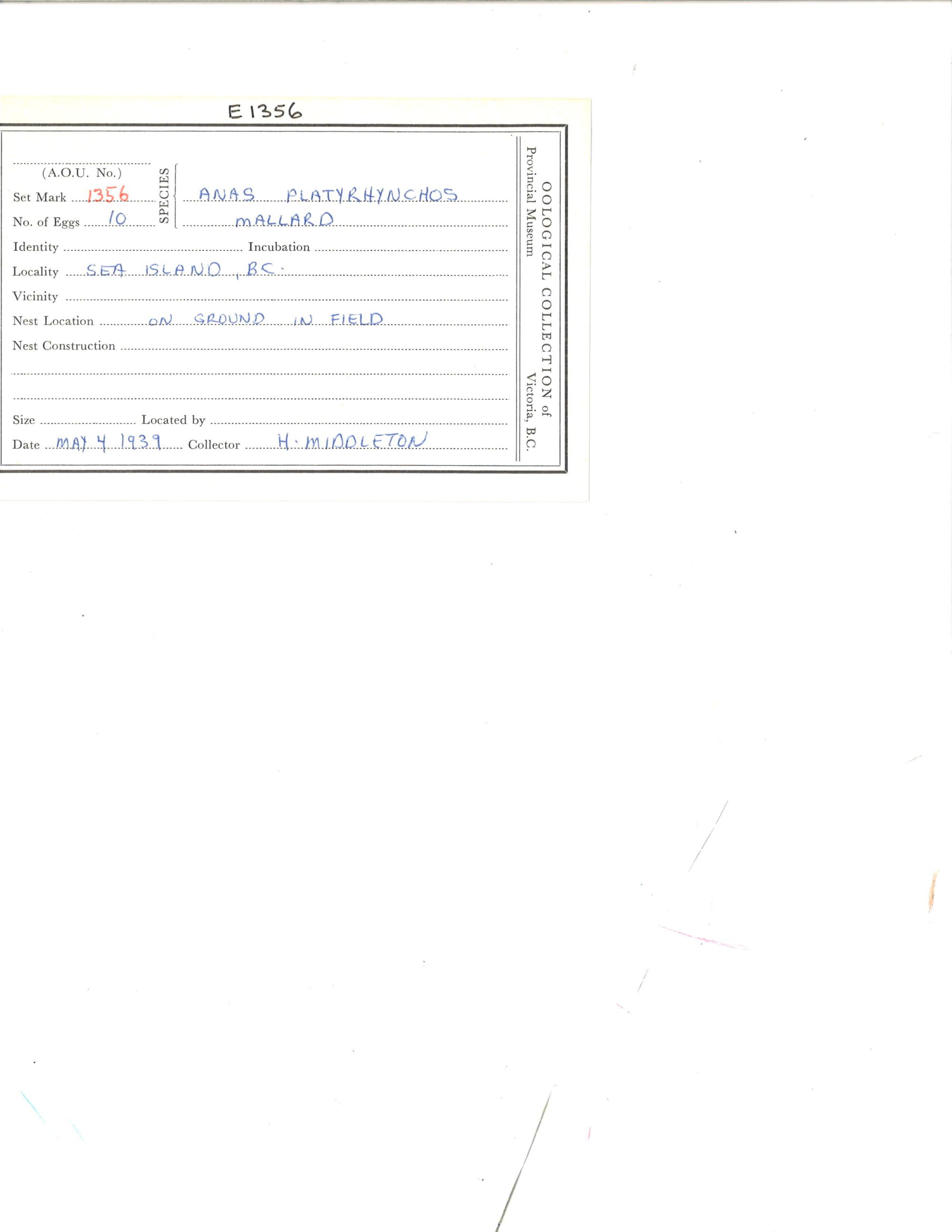 Image representing Anas platyrhynchos.