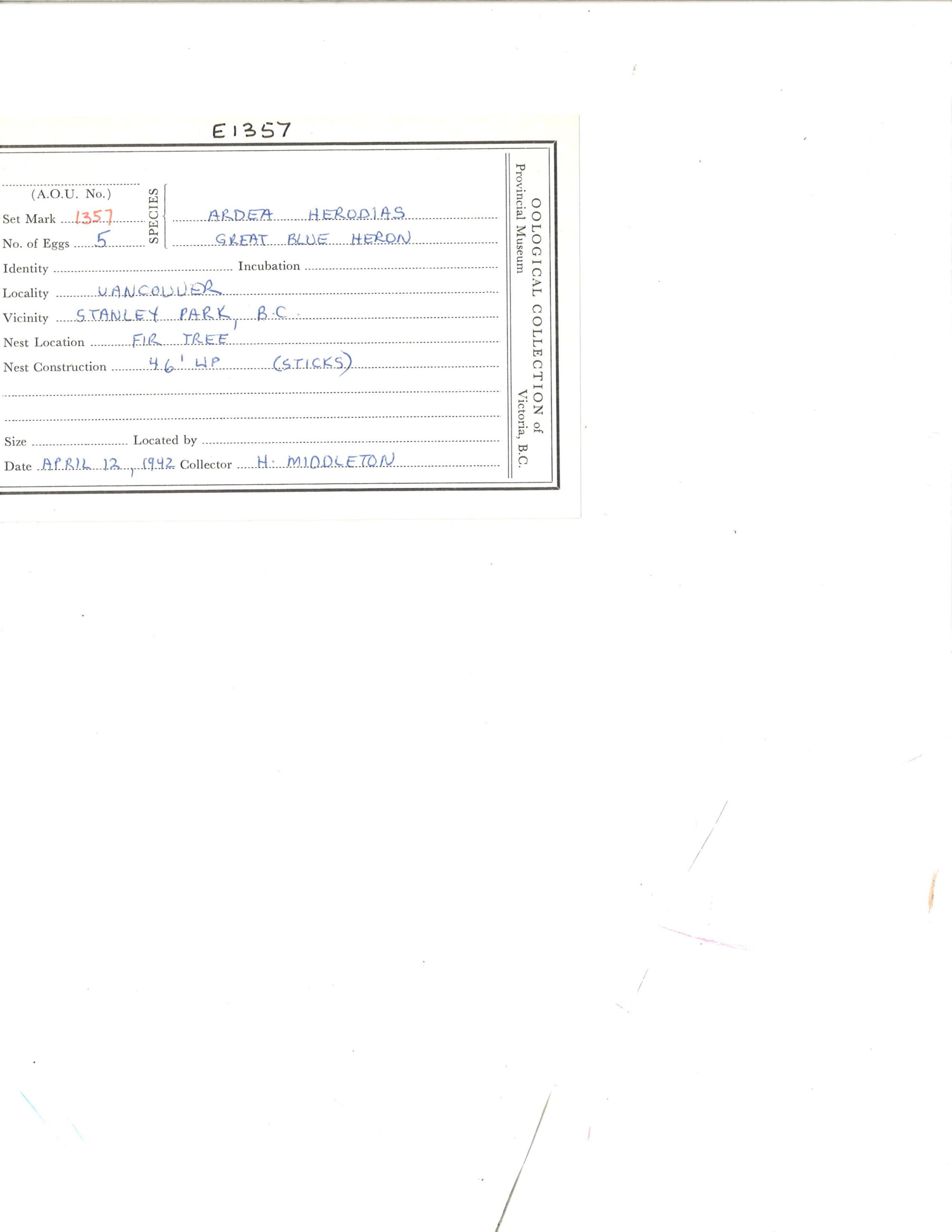 Image representing Ardea herodias.