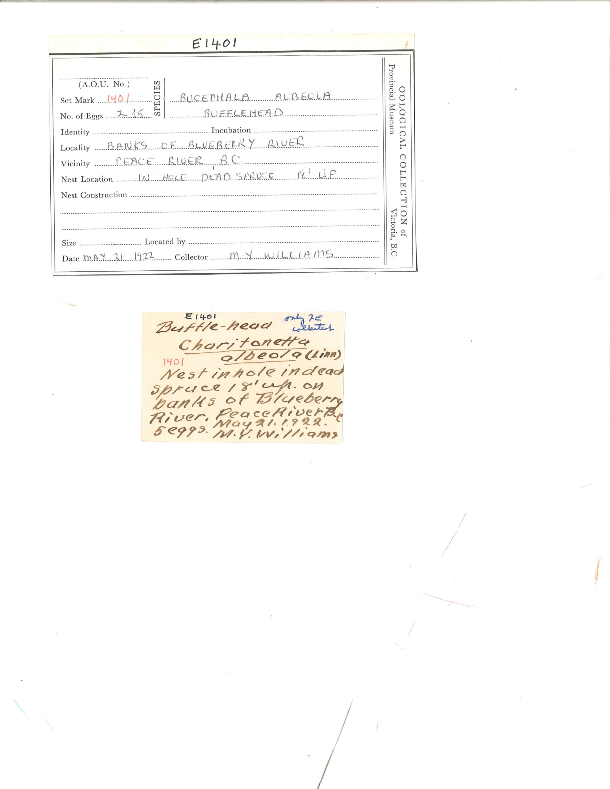 Image representing Bucephala albeola.