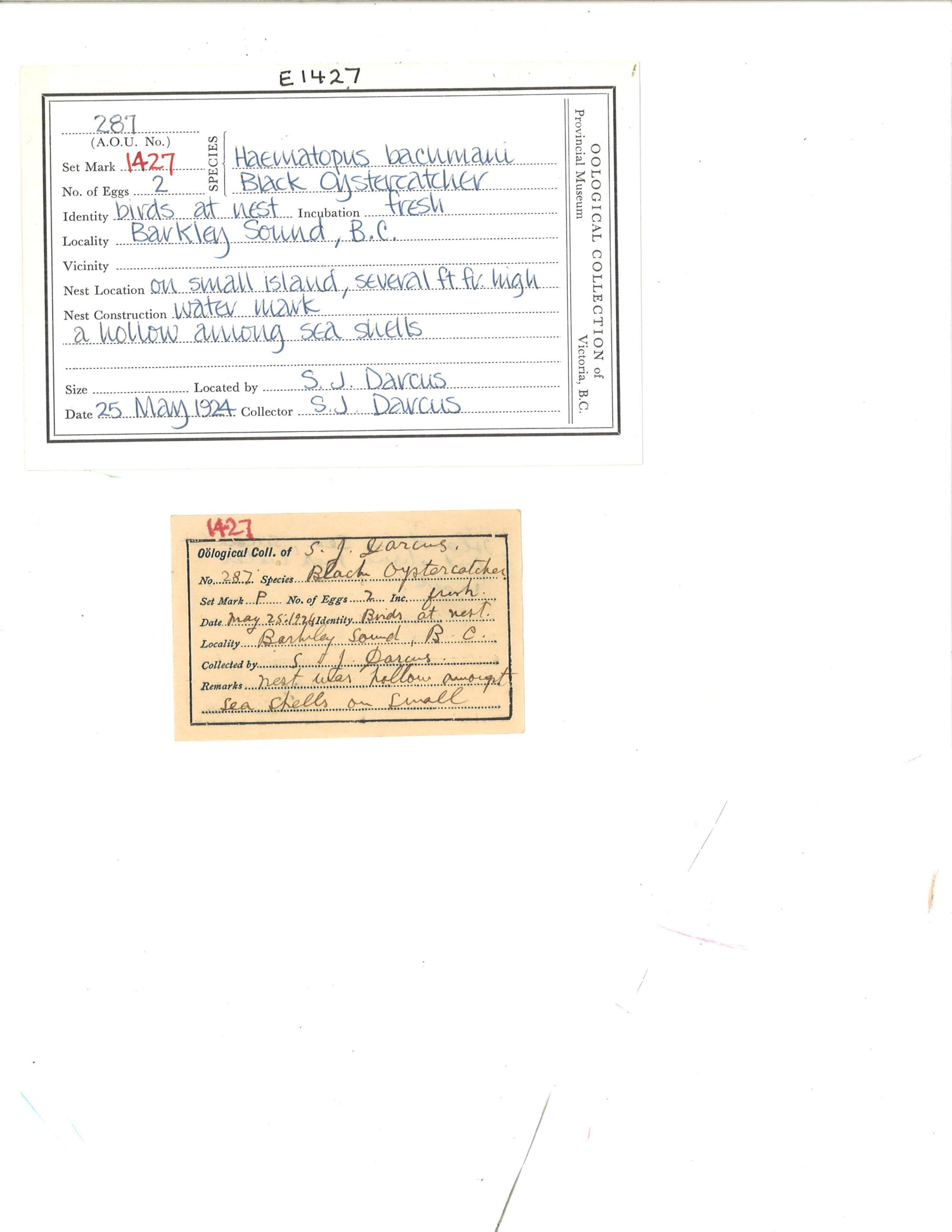 Image representing Haematopus bachmani.